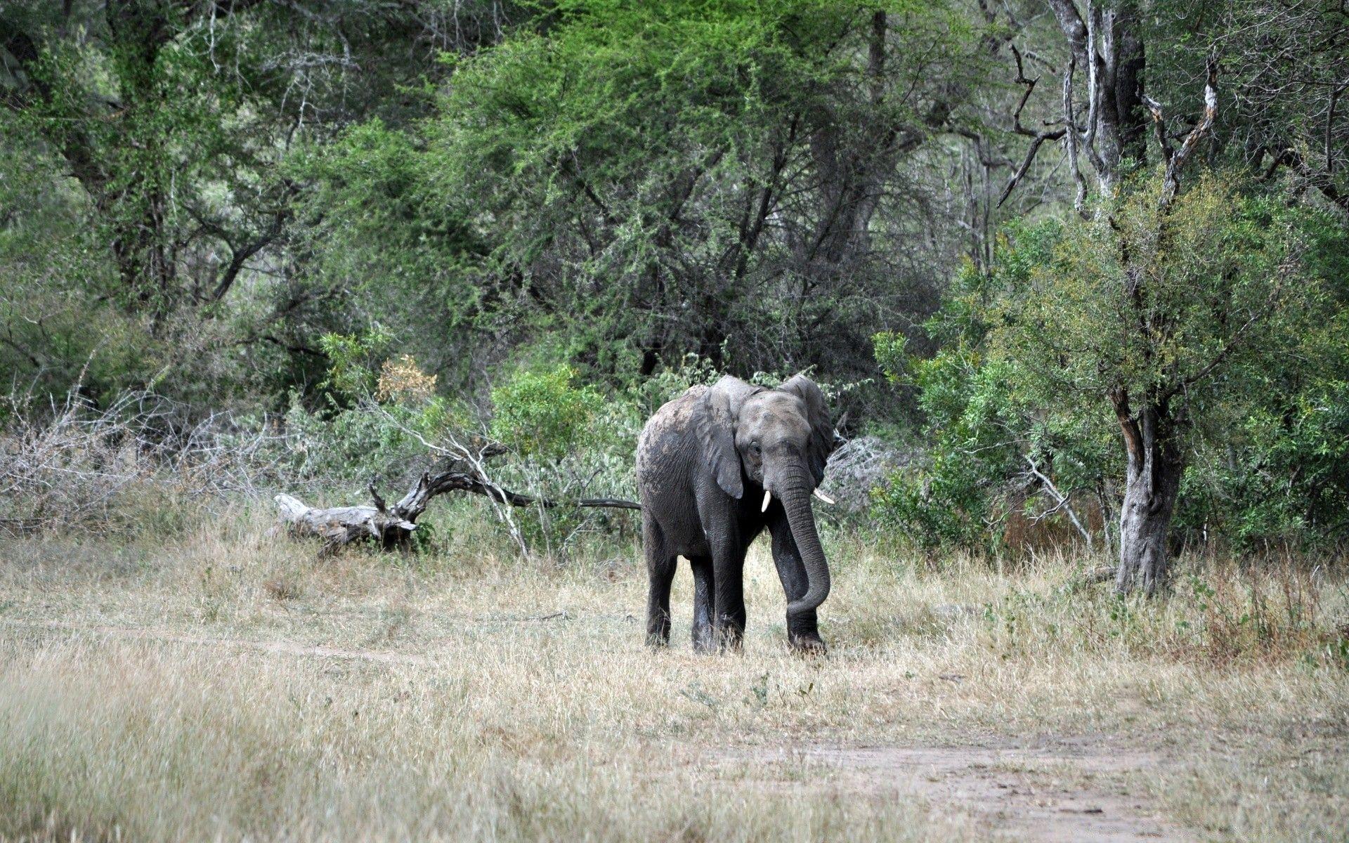 1920x1200 Baby Elephant