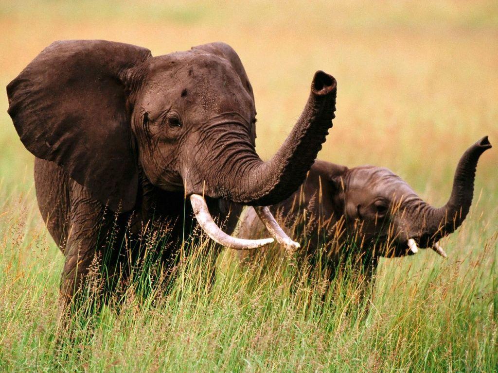 1024x768 Download Baby Elephant Wallpaper 4