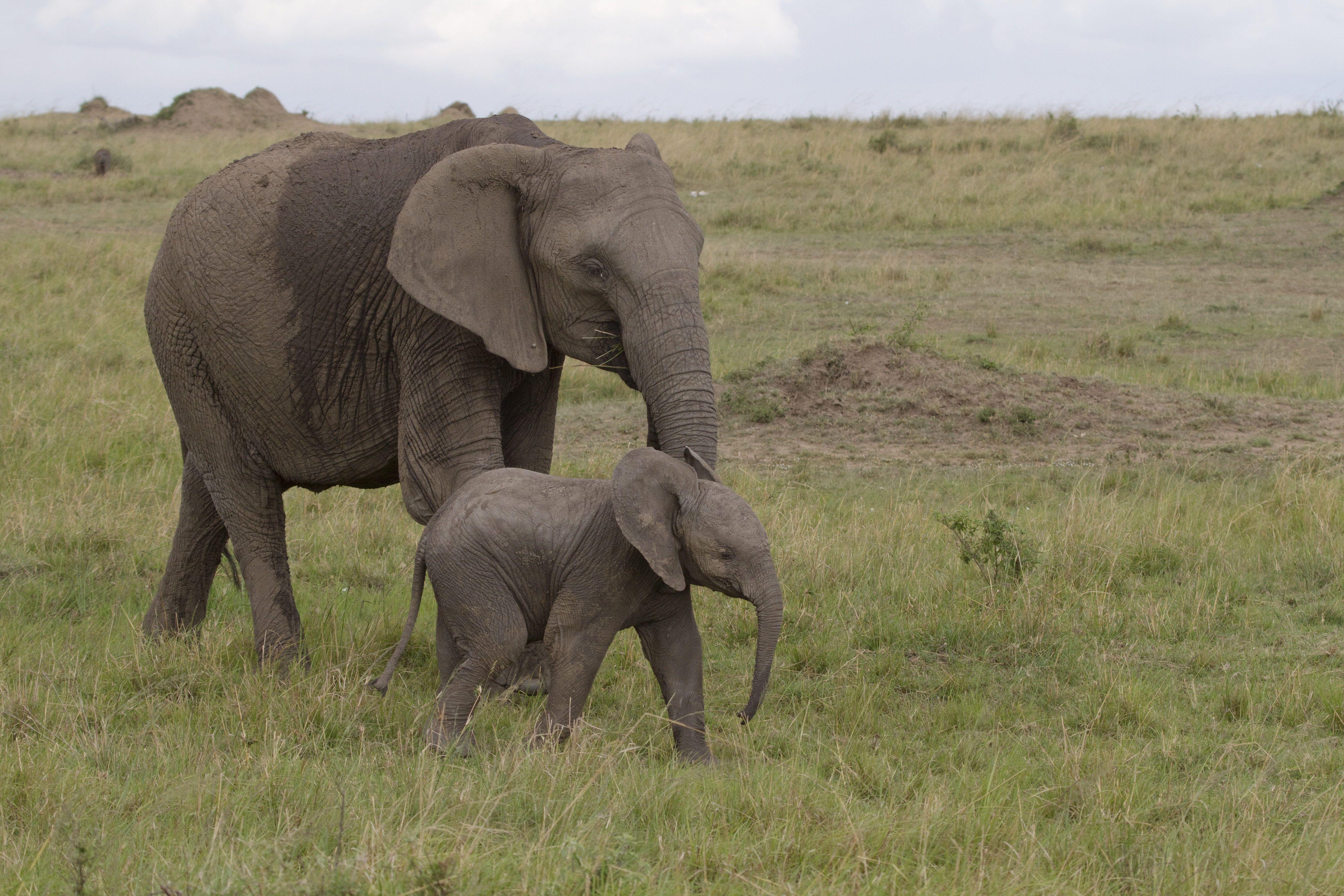 5184x3456 Download wallpaper 5184x3456 elephant, baby elephant, love