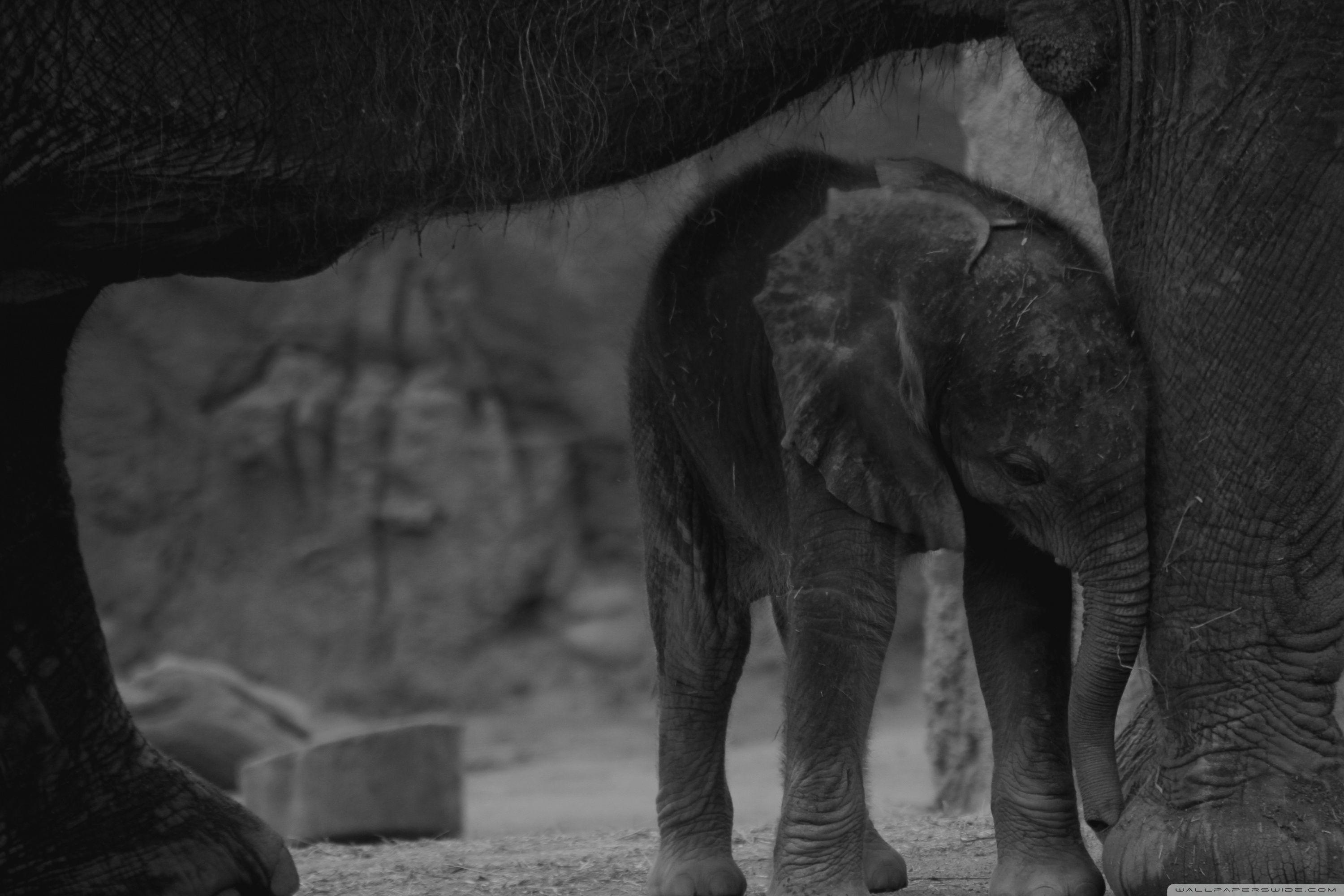 3000x2000 Baby Elephant ❤ 4K HD Desktop Wallpaper for 4K Ultra HD TV