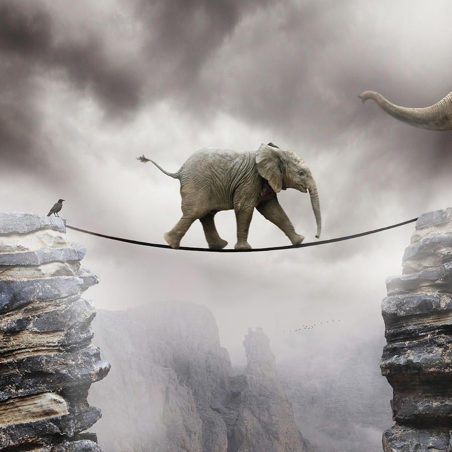 899x900 Free download Funny Baby Elephant Wallpaper 11784 Wallpaper