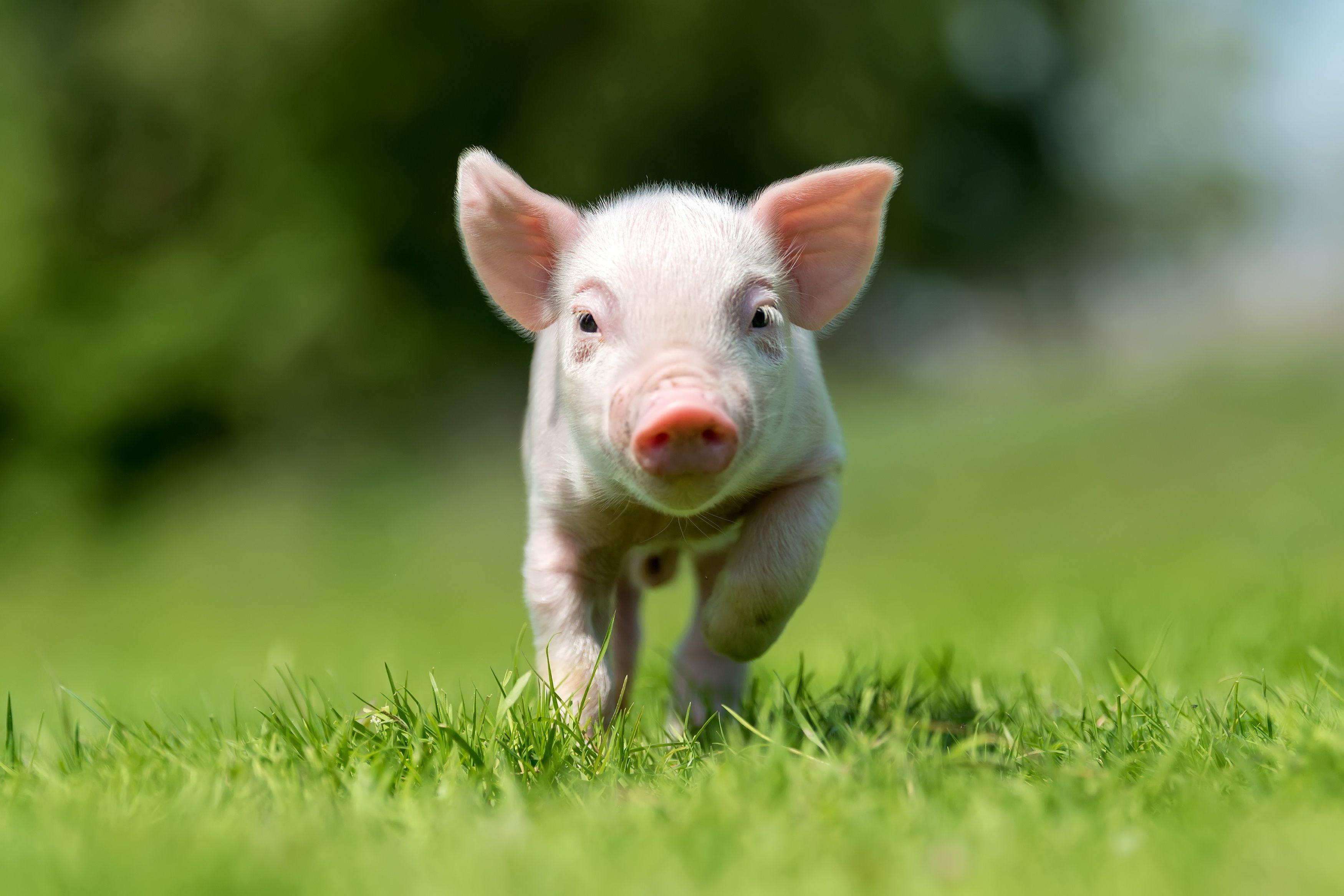 Baby Pig Wallpapers Top Free Baby Pig Backgrounds Wallpaperaccess