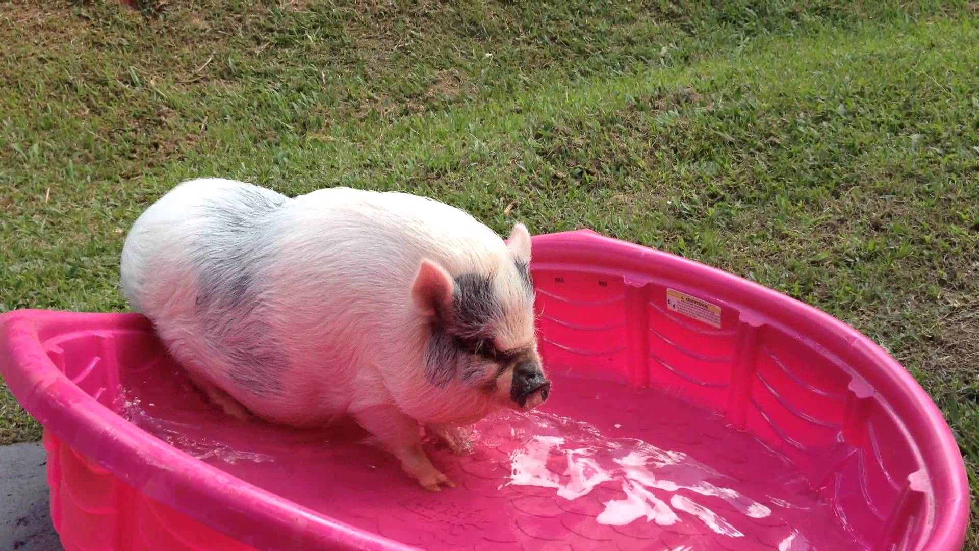 Hình nền 1920x1080 Baby Pig https://wallpaperaccess.com/full/1175407.jpg