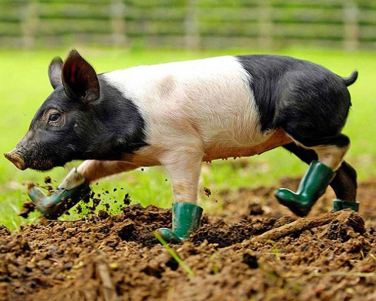 1280x1024 Pig In Boots - Tải xuống Hình nền HD https://wallpaperaccess.com/full/1175424.jpg