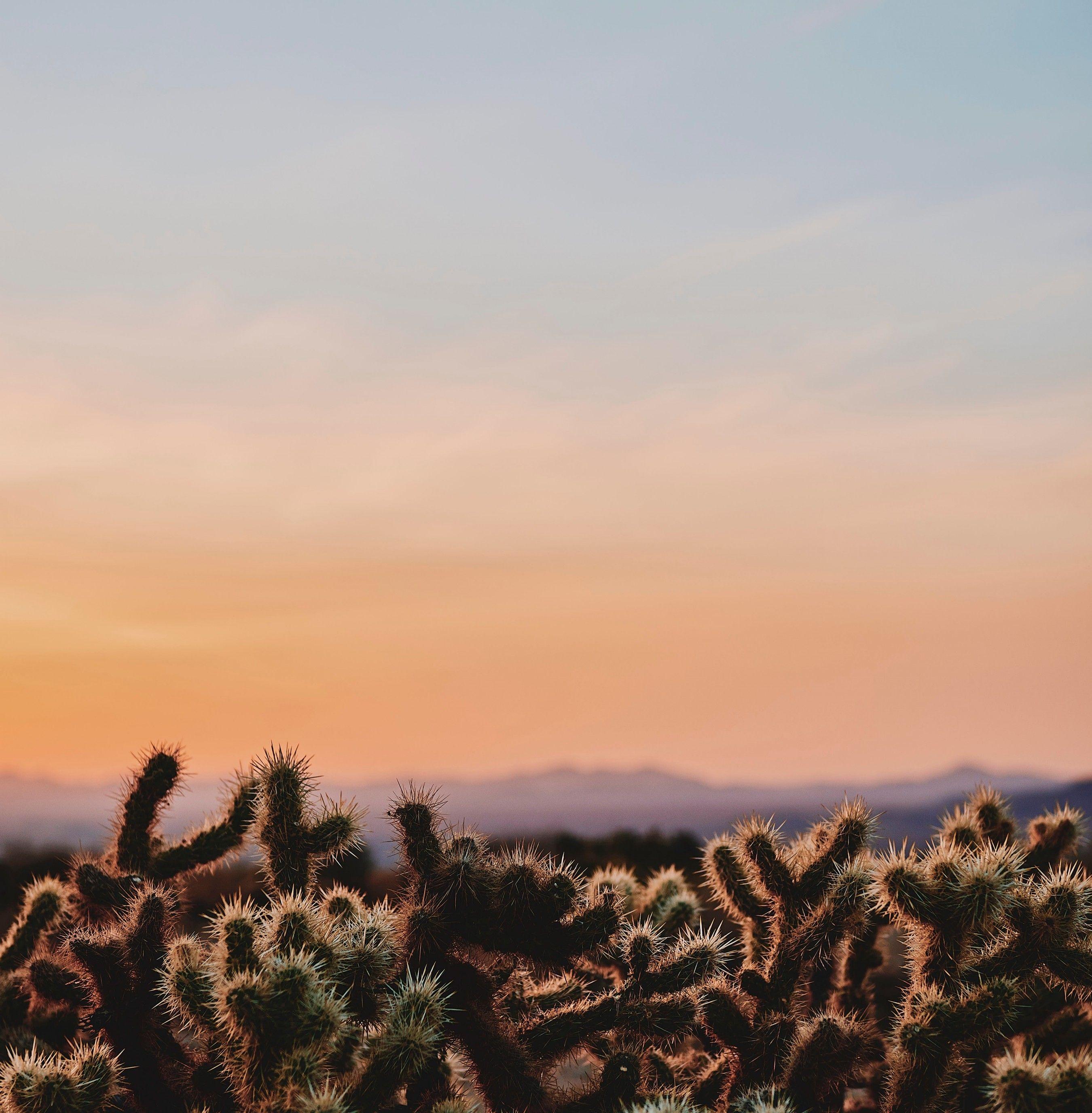 2700x2752 Download 2700x2752 Usa California, Spiny Cactus, Desert