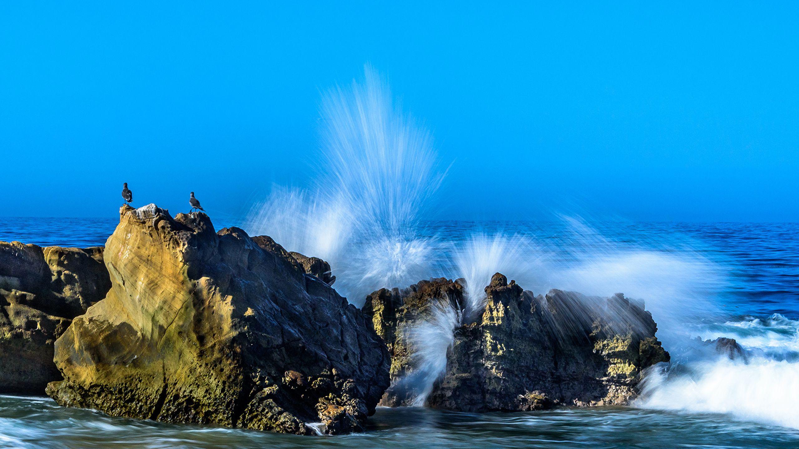 2560x1440 Wallpaper California Gull USA Laguna Beach Sea Rock Nature