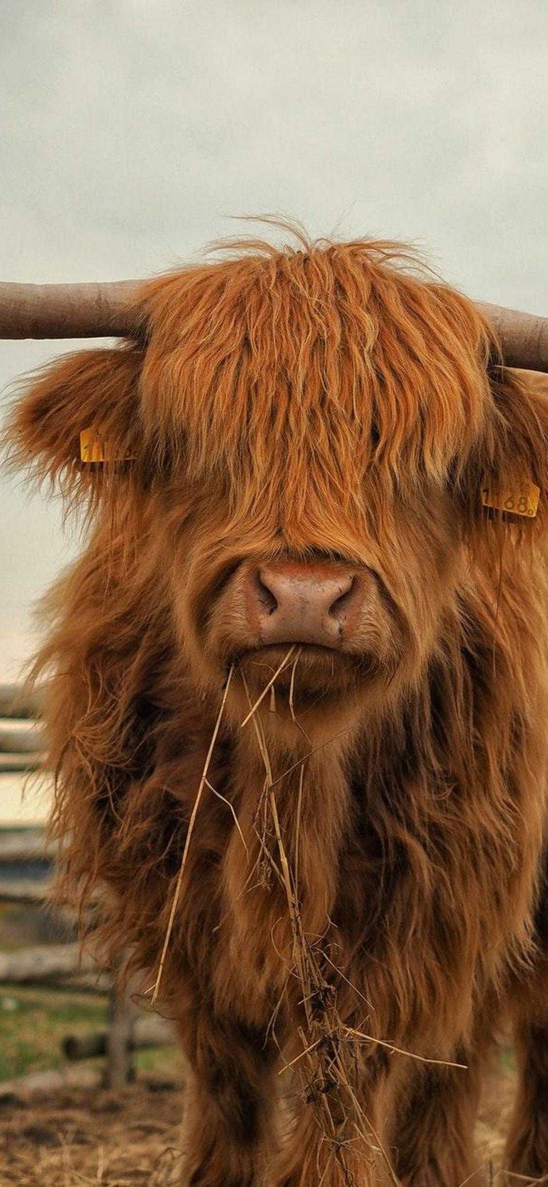 1125x2436 Brown Cow Wallpaper. Cow