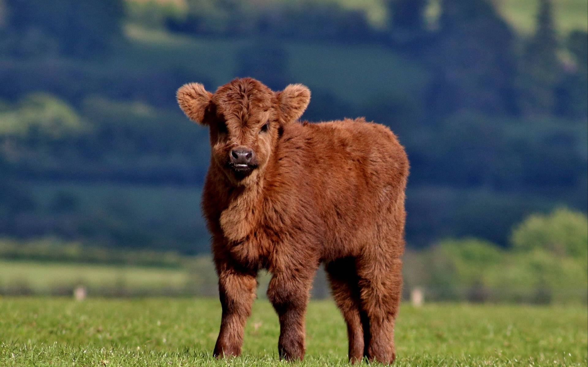 1920x1200 Cow Wallpaper
