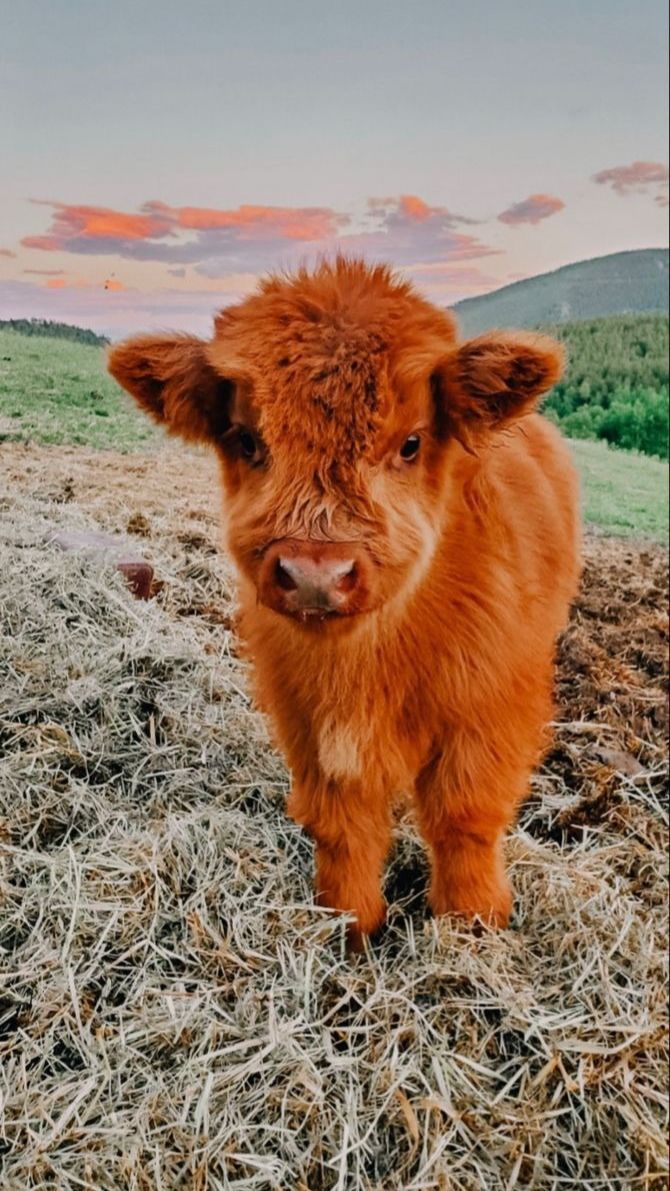 670x1191 cute cows. Fluffy cows, Cow wallpaper
