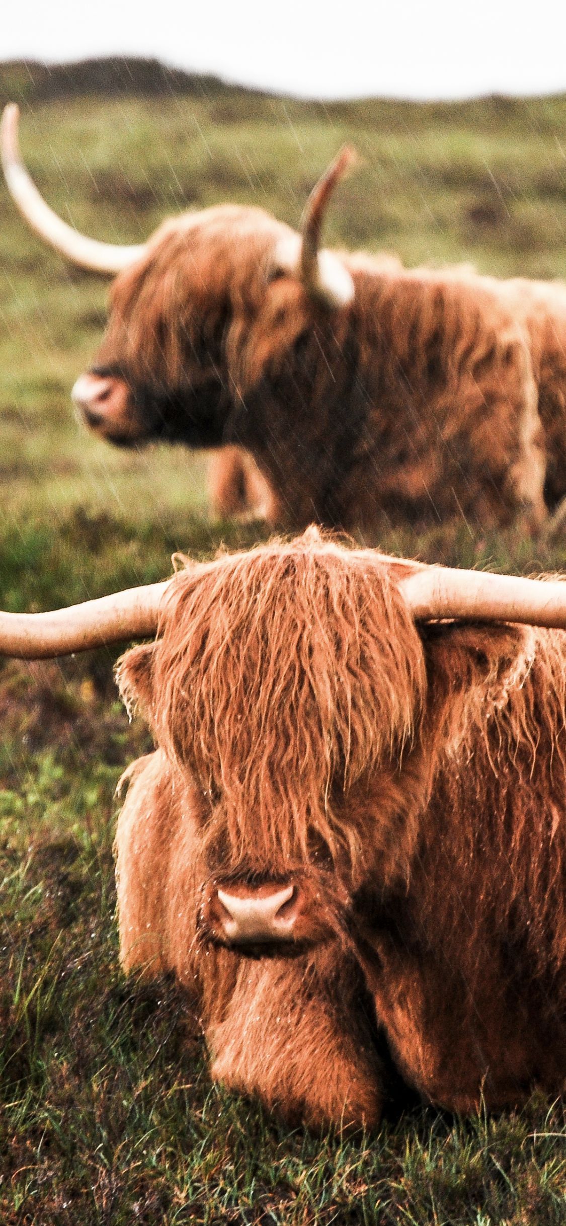 1125x2436 Highland Cattle Phone Wallpaper