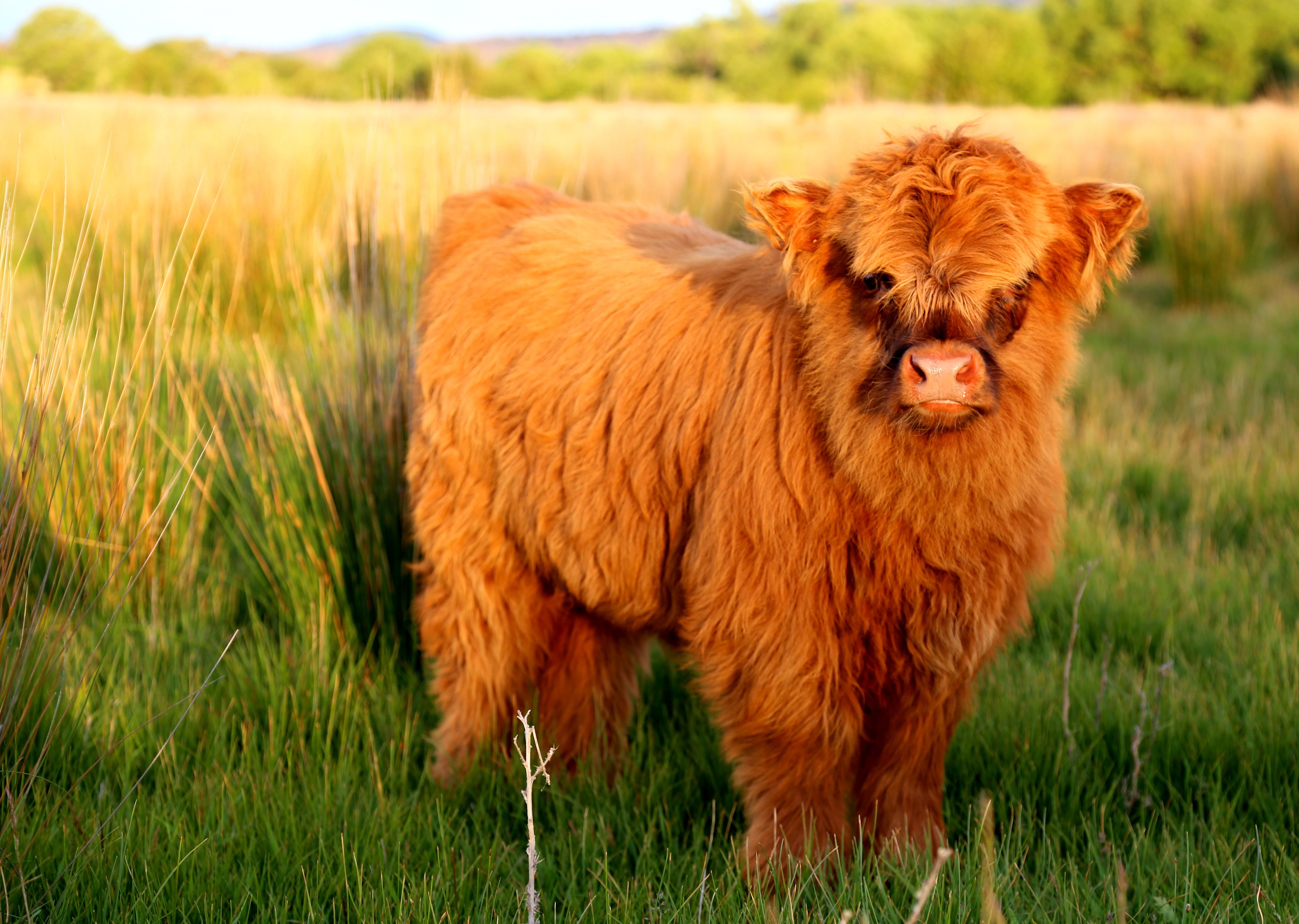 Fluffy Cow Wallpapers - Top Free Fluffy Cow Backgrounds - Wallpaperaccess