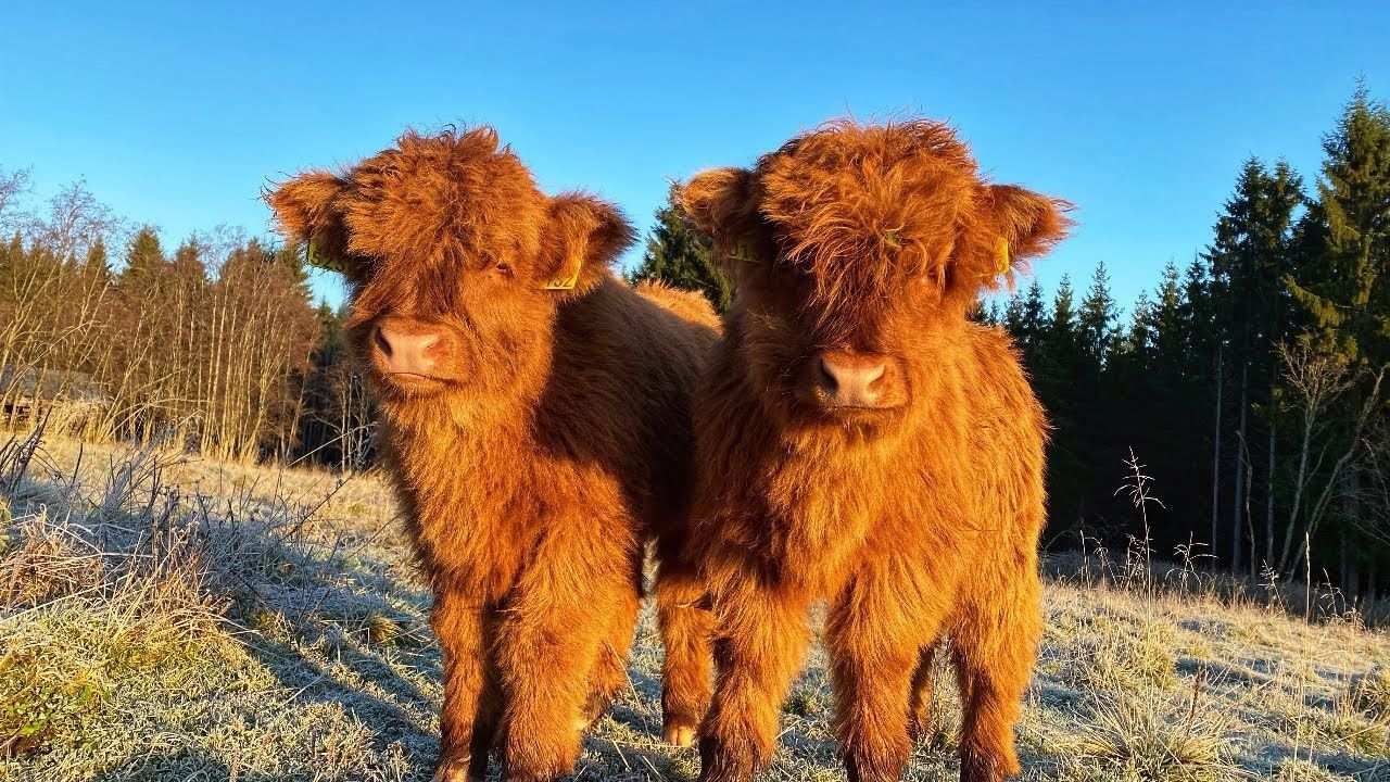 1280x720 Scottish Highland Cattle In Finland