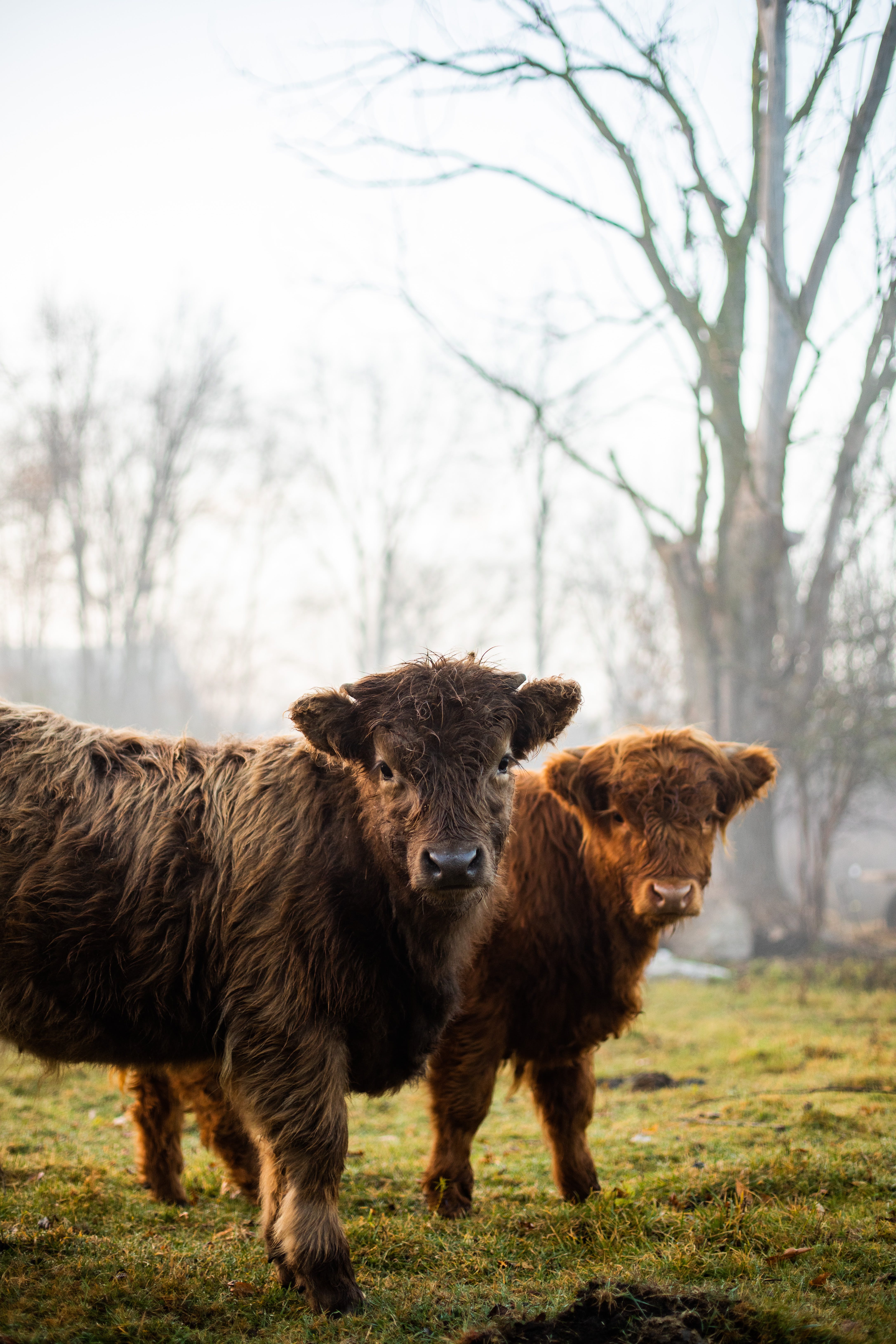 4345x6517 Highland Cows on Green Grass Field
