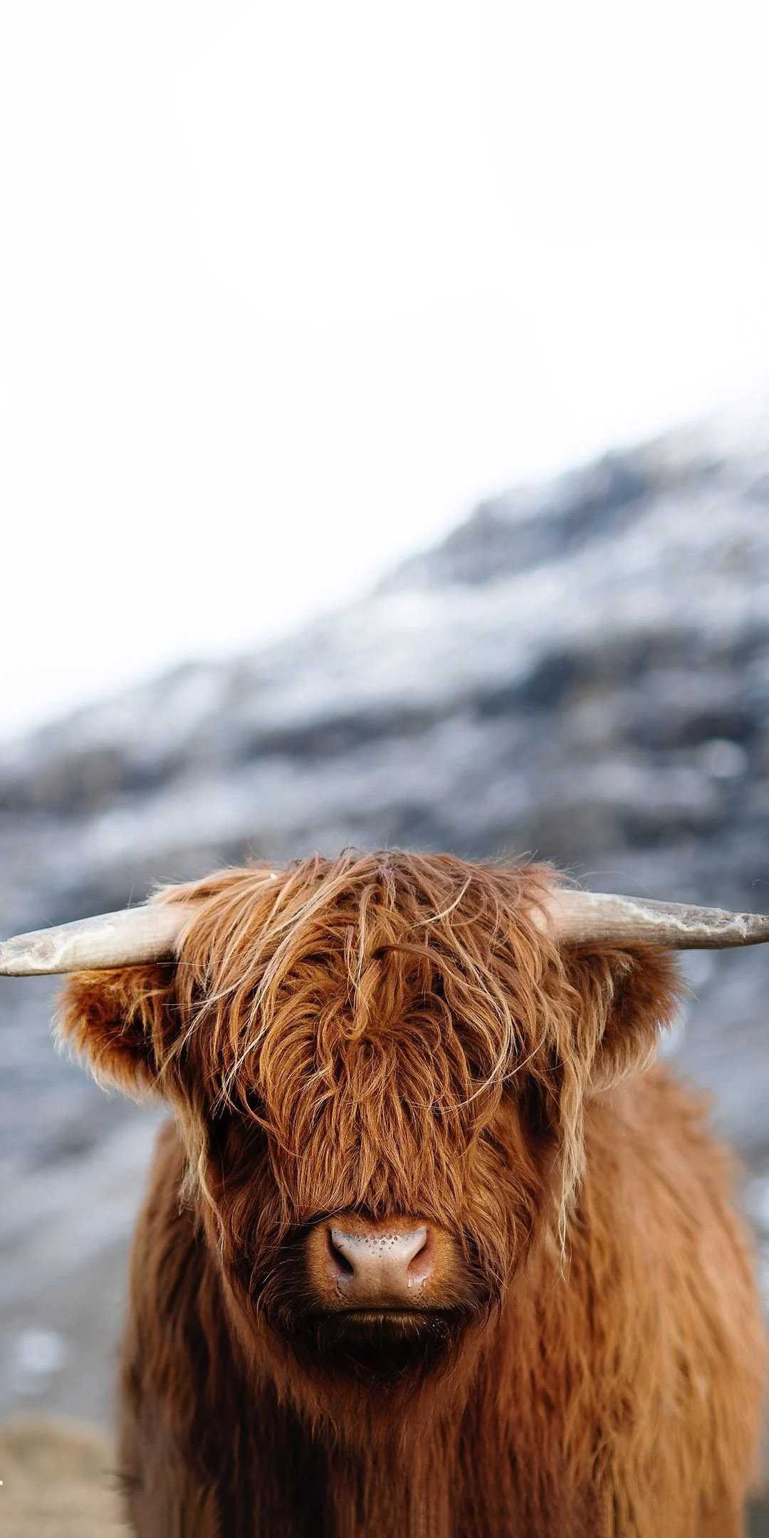 1080x2160 Brown Cow Wallpaper