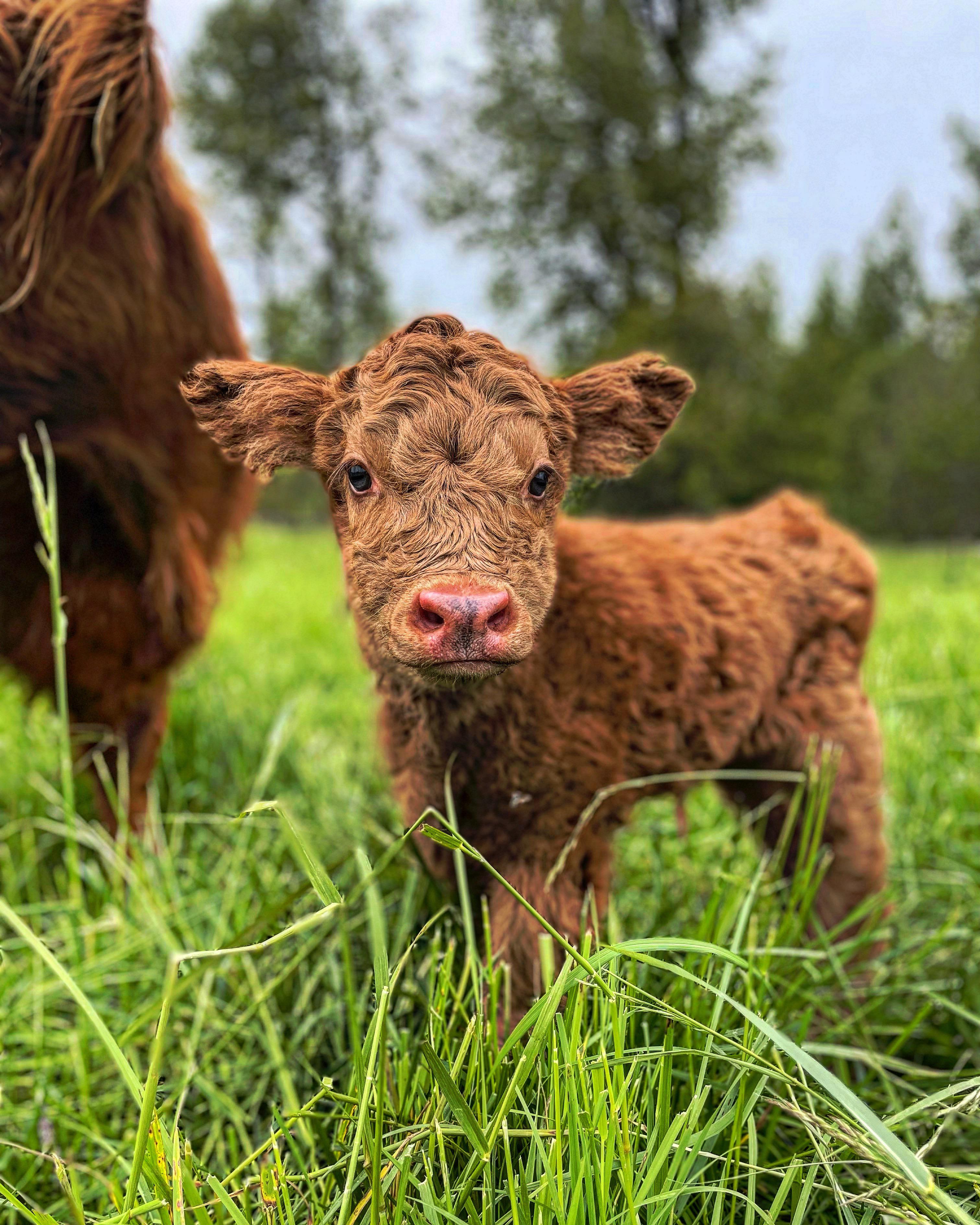 3024x3780 Highland calves