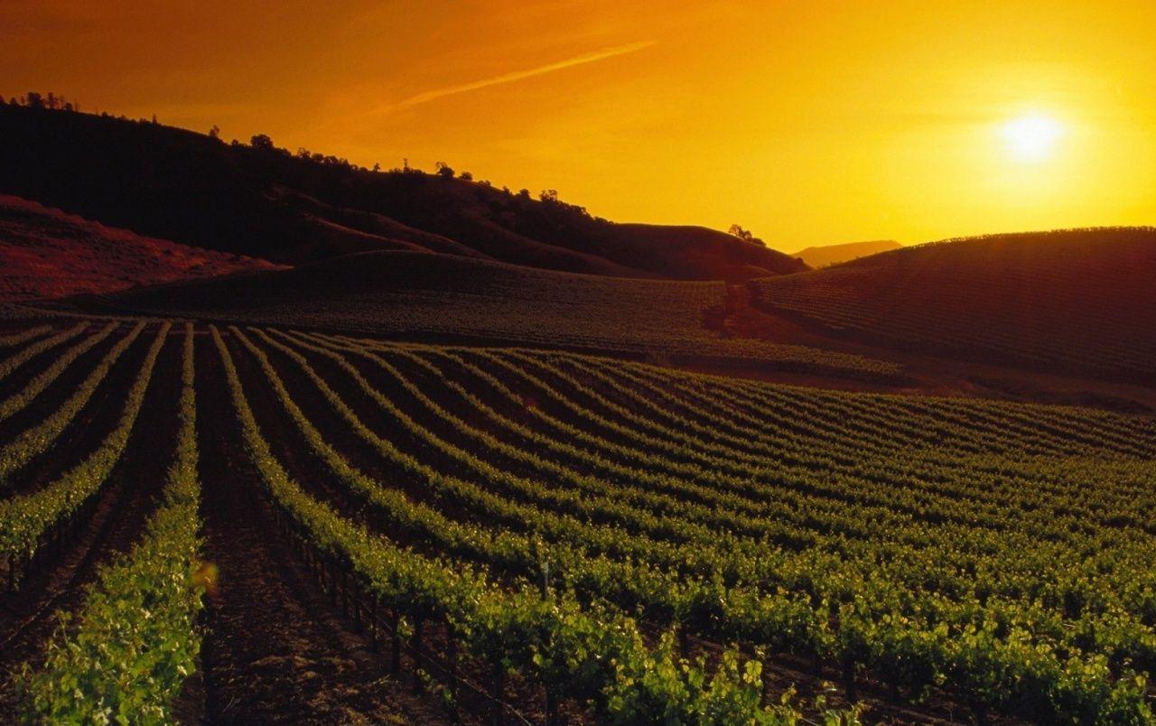 1280x804 California Napa Valley Sunset wallpaper. California Napa