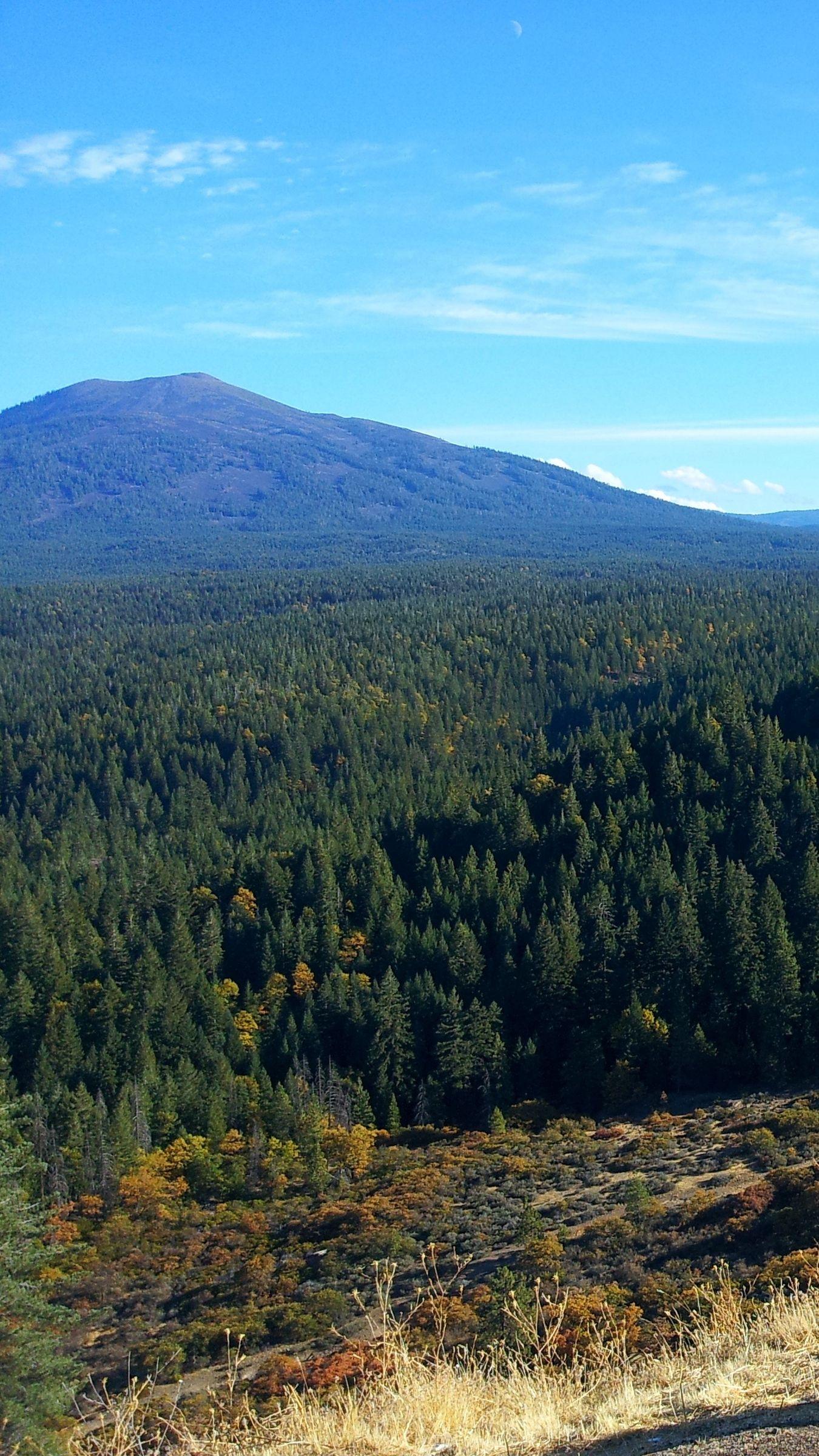 1350x2400 Download wallpaper 1350x2400 california, mountains, trees
