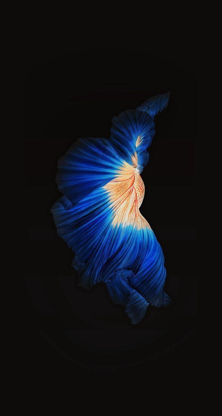 744x1392 entries in Apple Zebra Wallpaper group