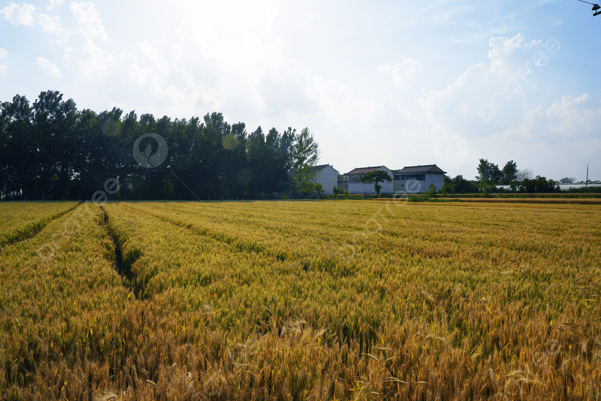 1200x801 Wheat Field Background, Wheat Field
