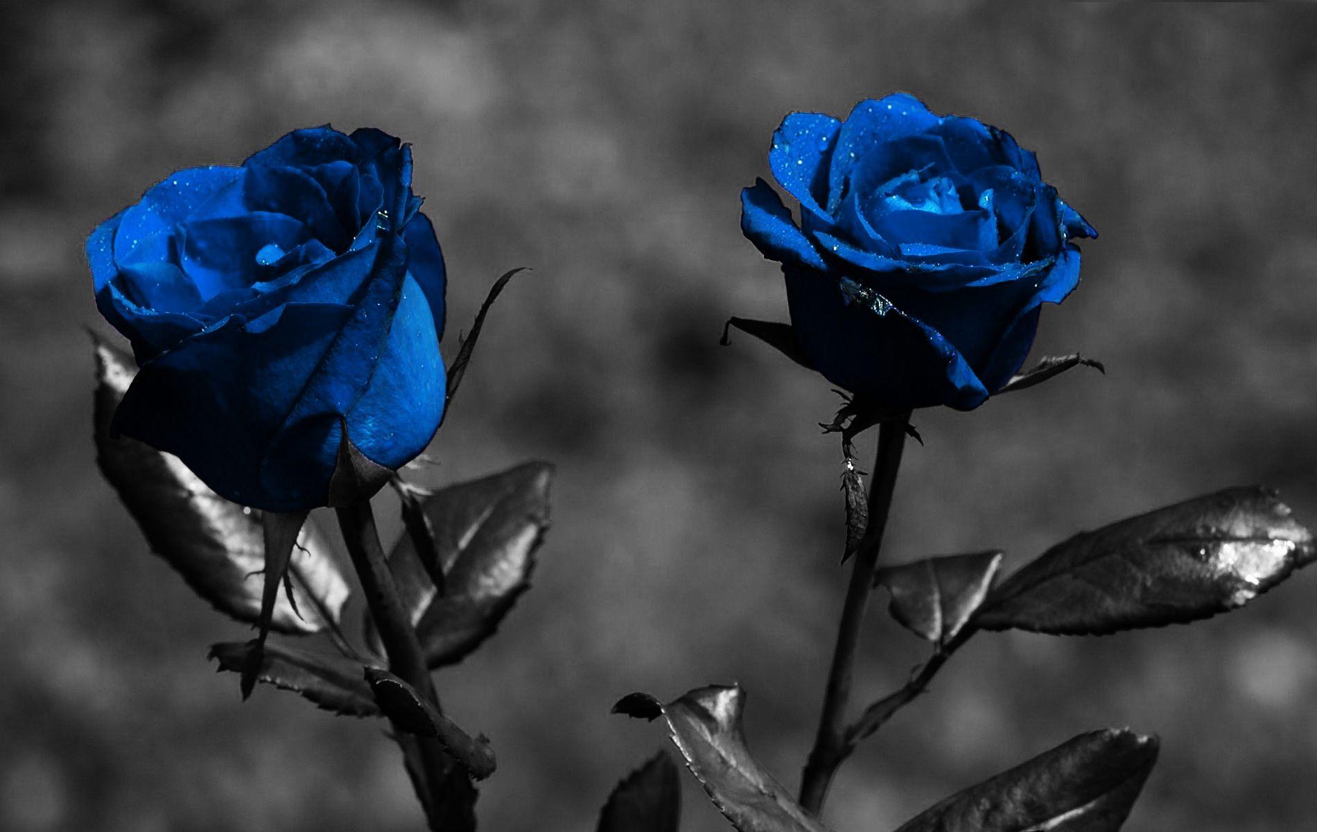 1900x1200 Blue Rose Hình nền HD
