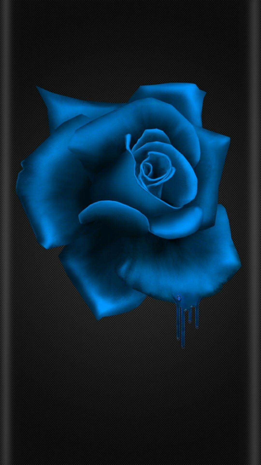1080x1920 Đen và xanh hoa.  tình yêu bị ngăn cấm vào năm 2019. Hoa hồng xanh