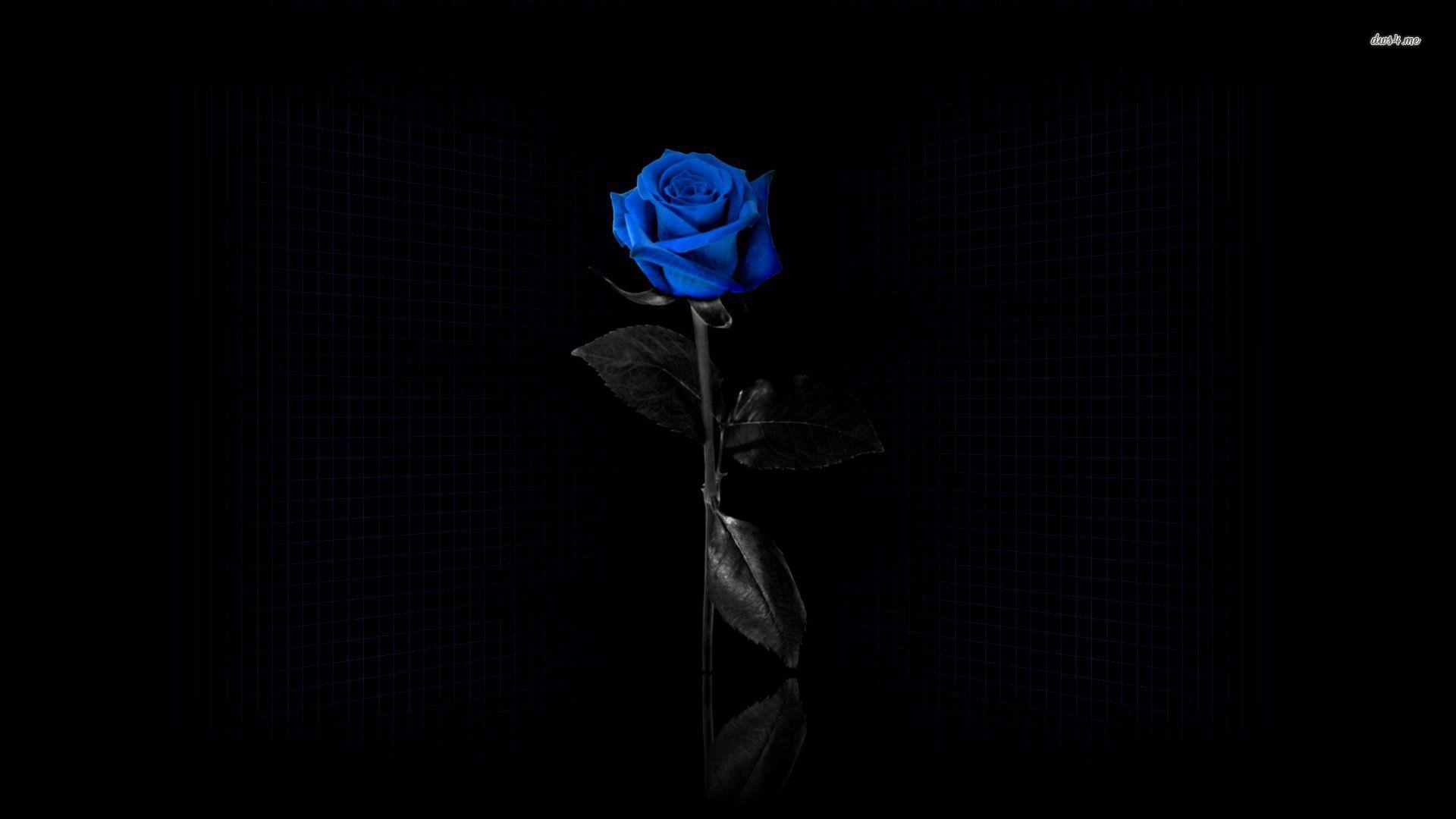 Black Blue Rose Wallpapers - Top Free Black Blue Rose Backgrounds -  WallpaperAccess