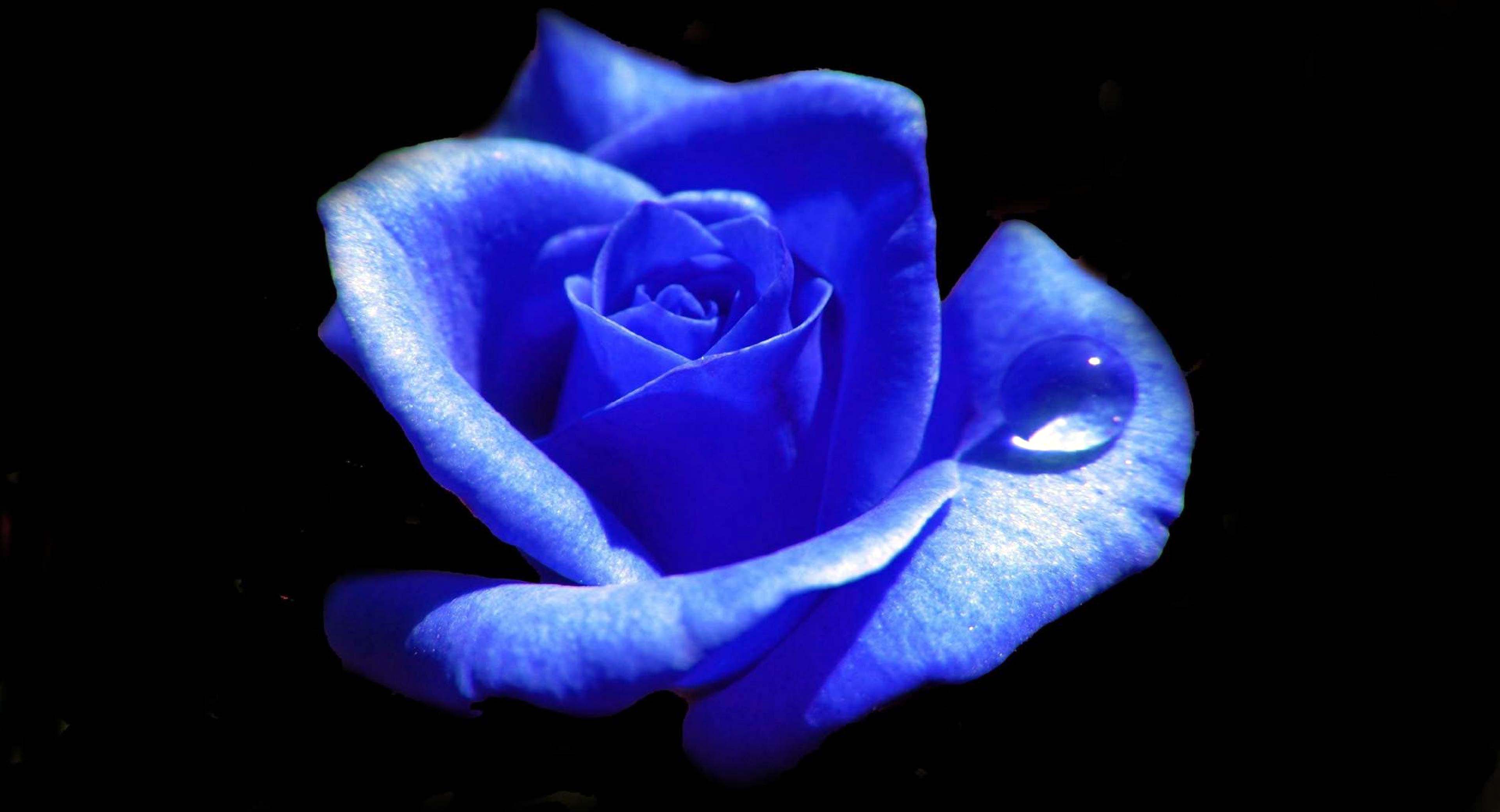 Hình nền 3840x2080 Baby Blue Roses