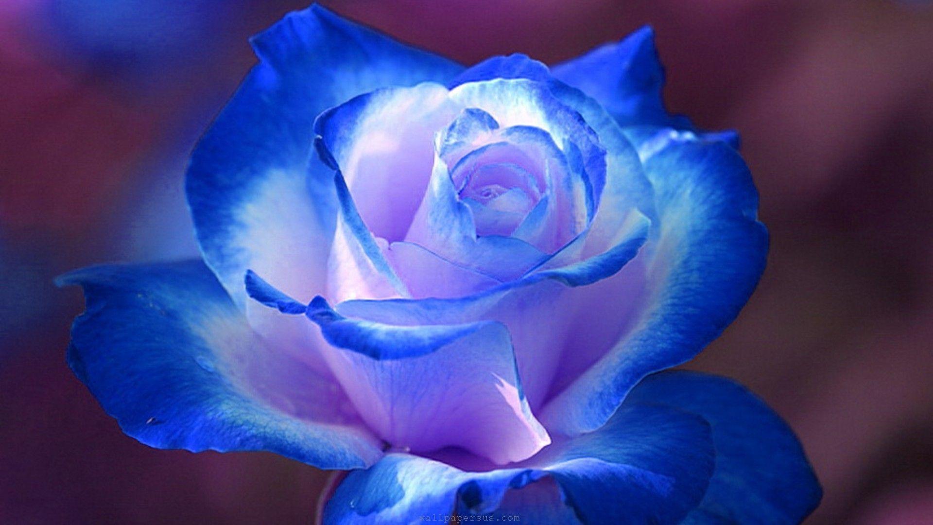 1920x1080 Blue Roses hình nền