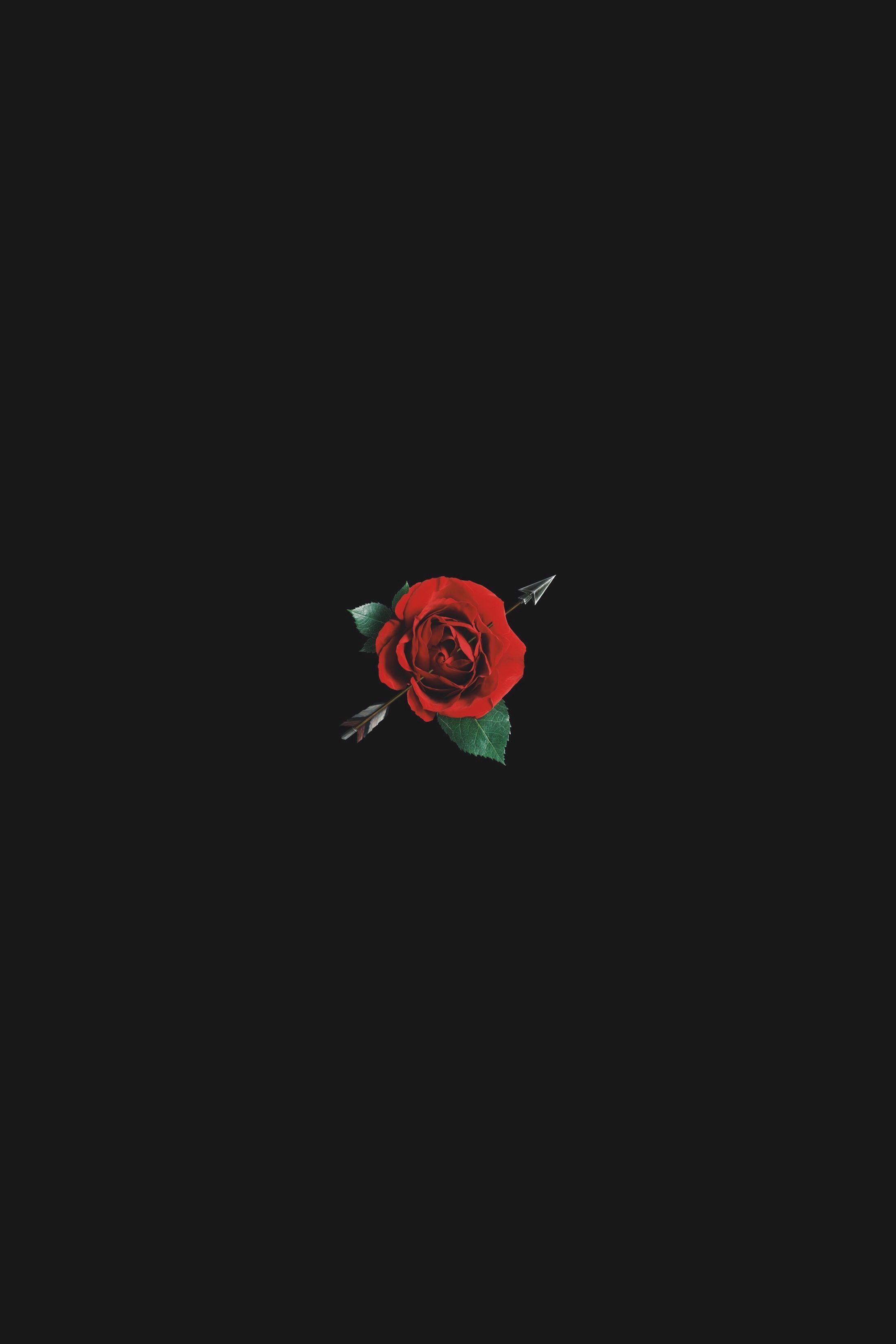 Dark red rose aesthetic