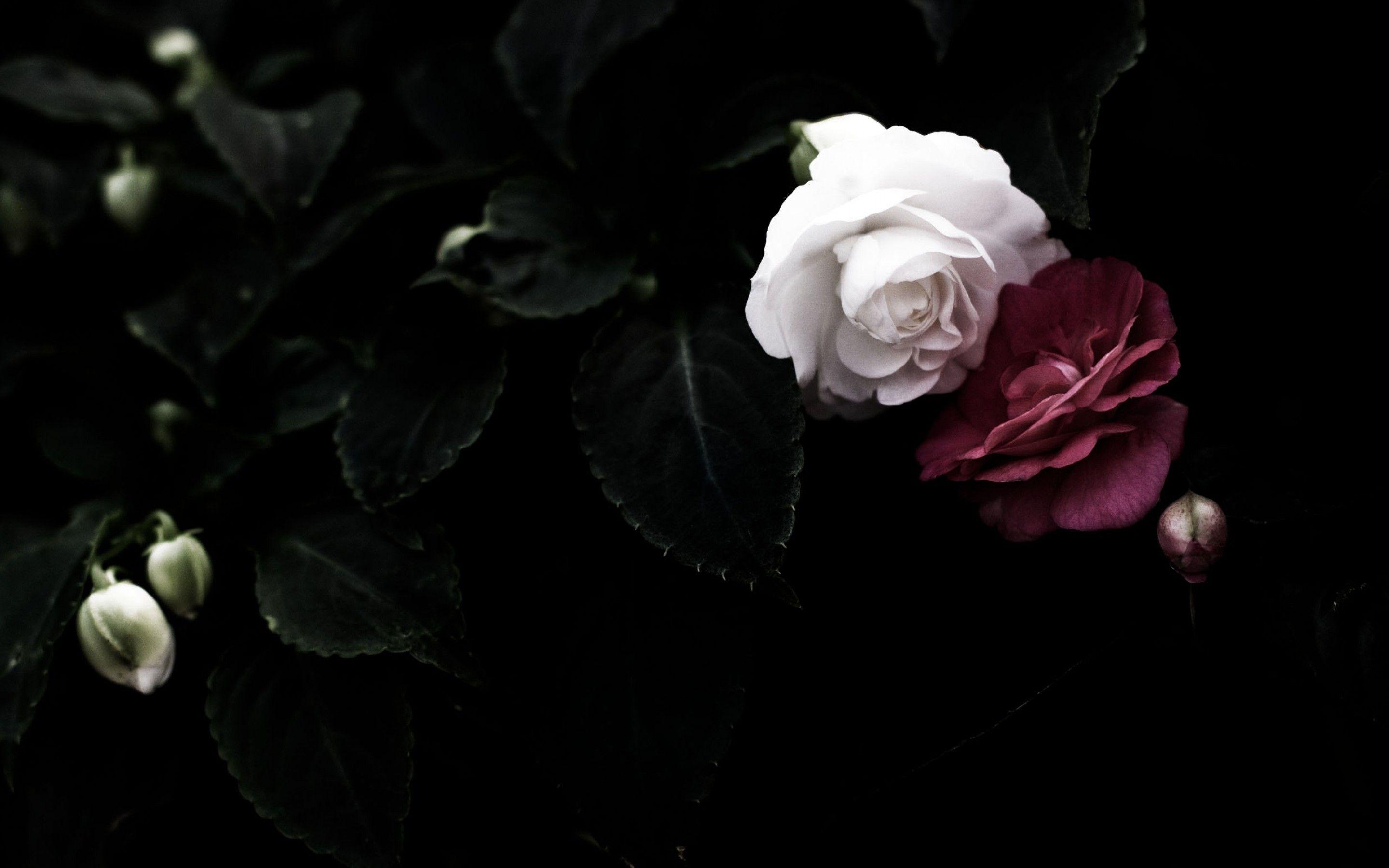Hình nền hoa hồng đen và trắng 2880x1800