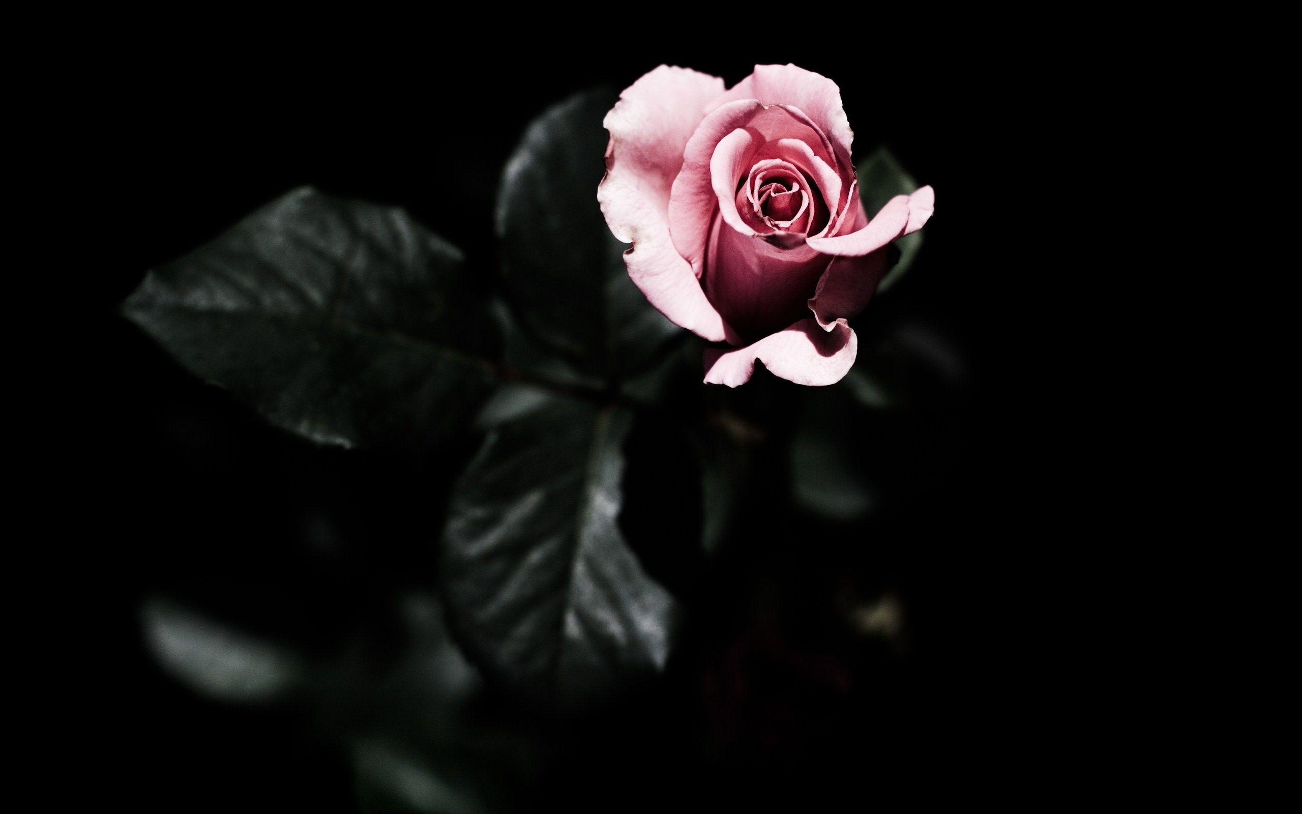 2560x1600 Dark Flower Wallpaper