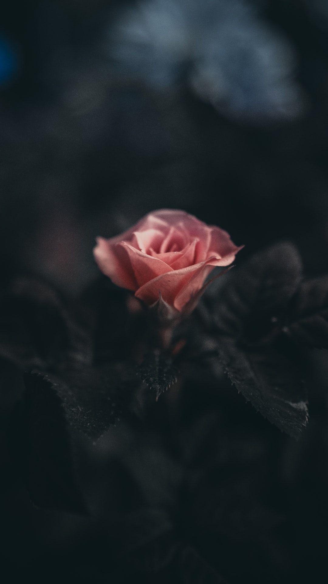 Hình ảnh hoa hồng đậm 1080x1920
