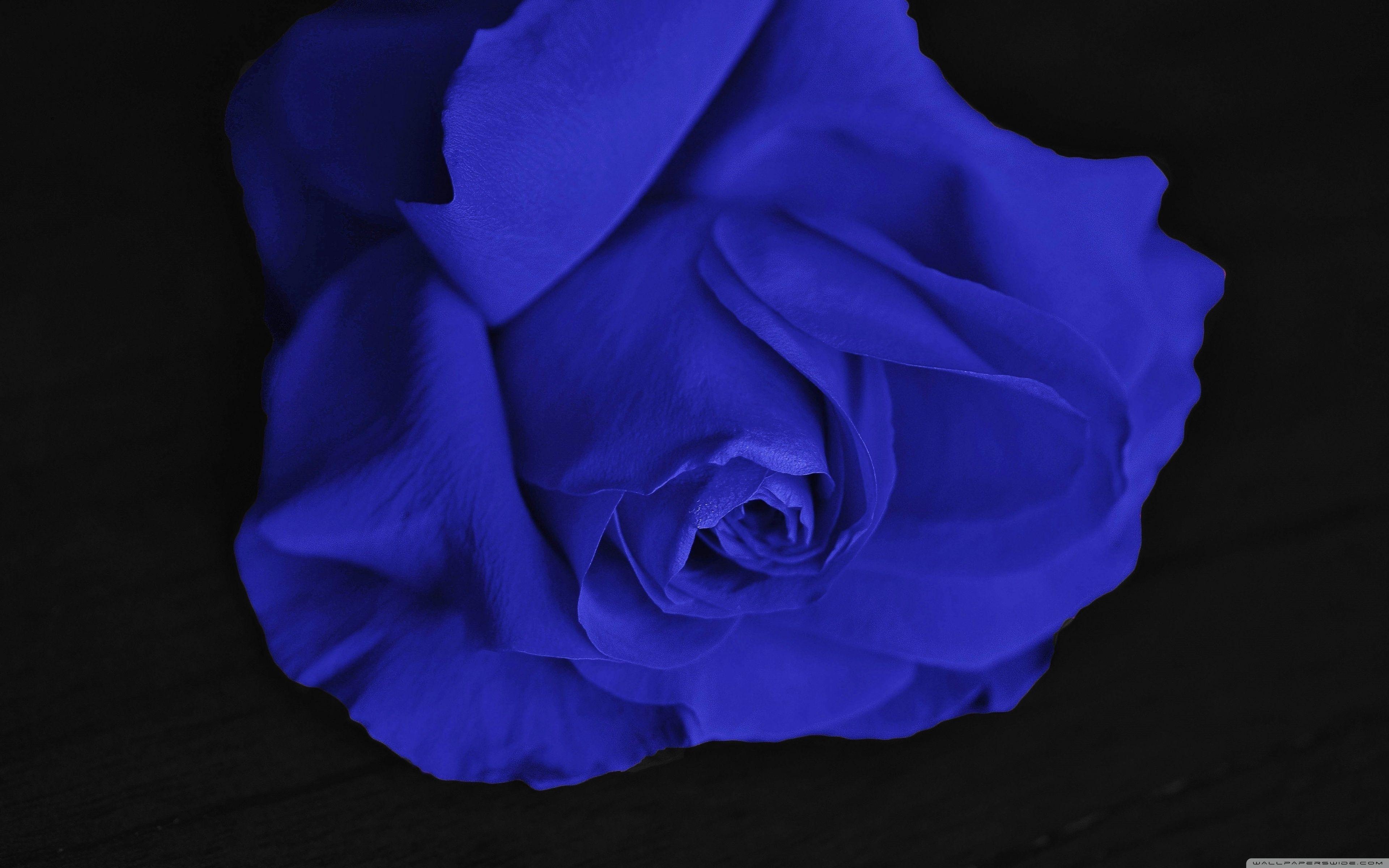 3840x2400 Tải xuống Hình nền HD Single Blue Rose