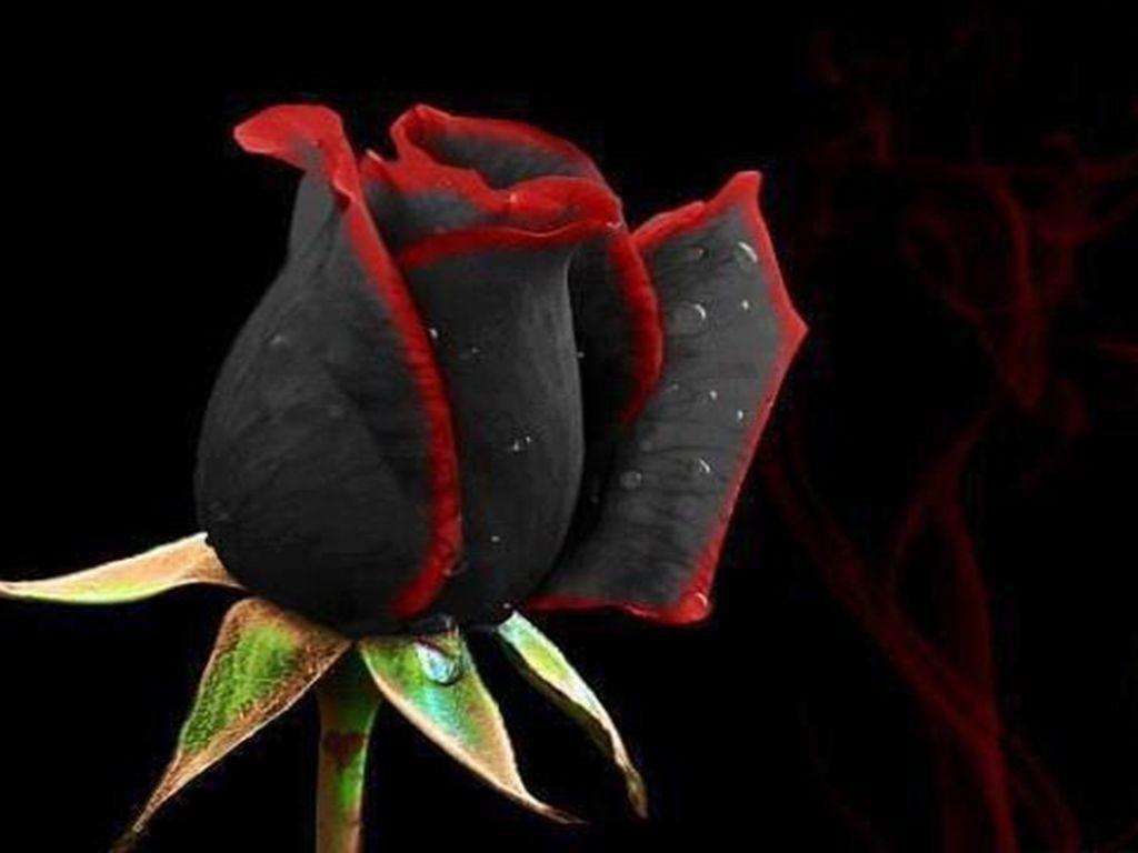 1024x768 Black Rose Wallpaper