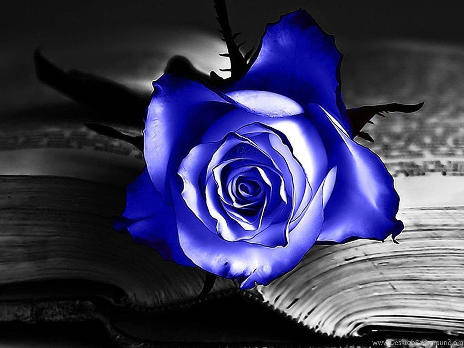 Black and Blue Rose Wallpapers - Top Free Black and Blue Rose