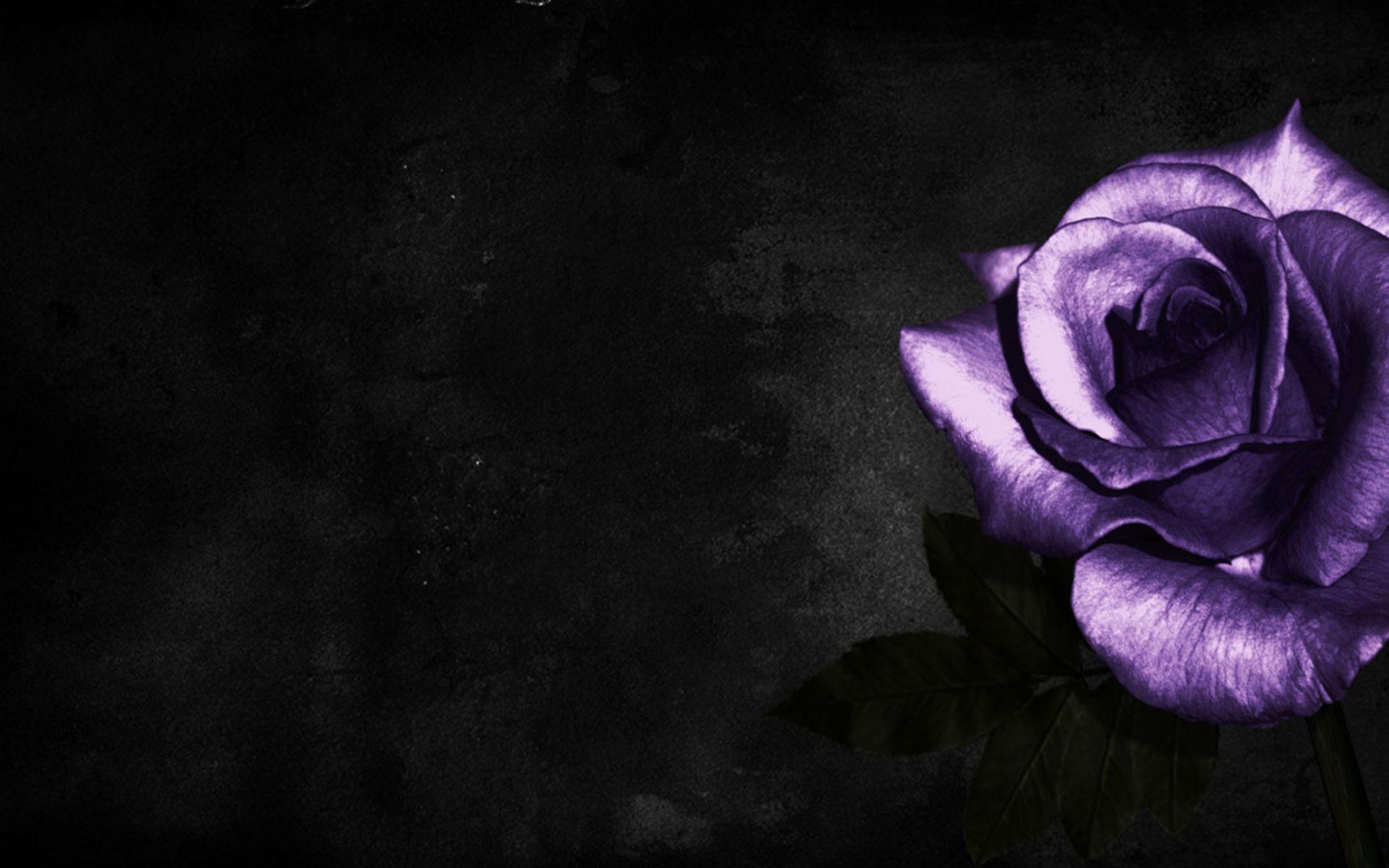Purple and Black Rose Wallpapers - Top