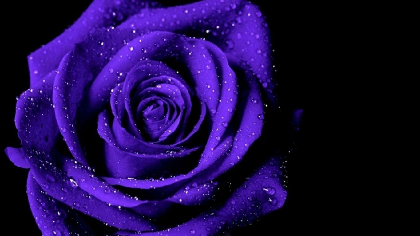 Purple and Black Rose Wallpapers Top Free Purple and Black Rose 