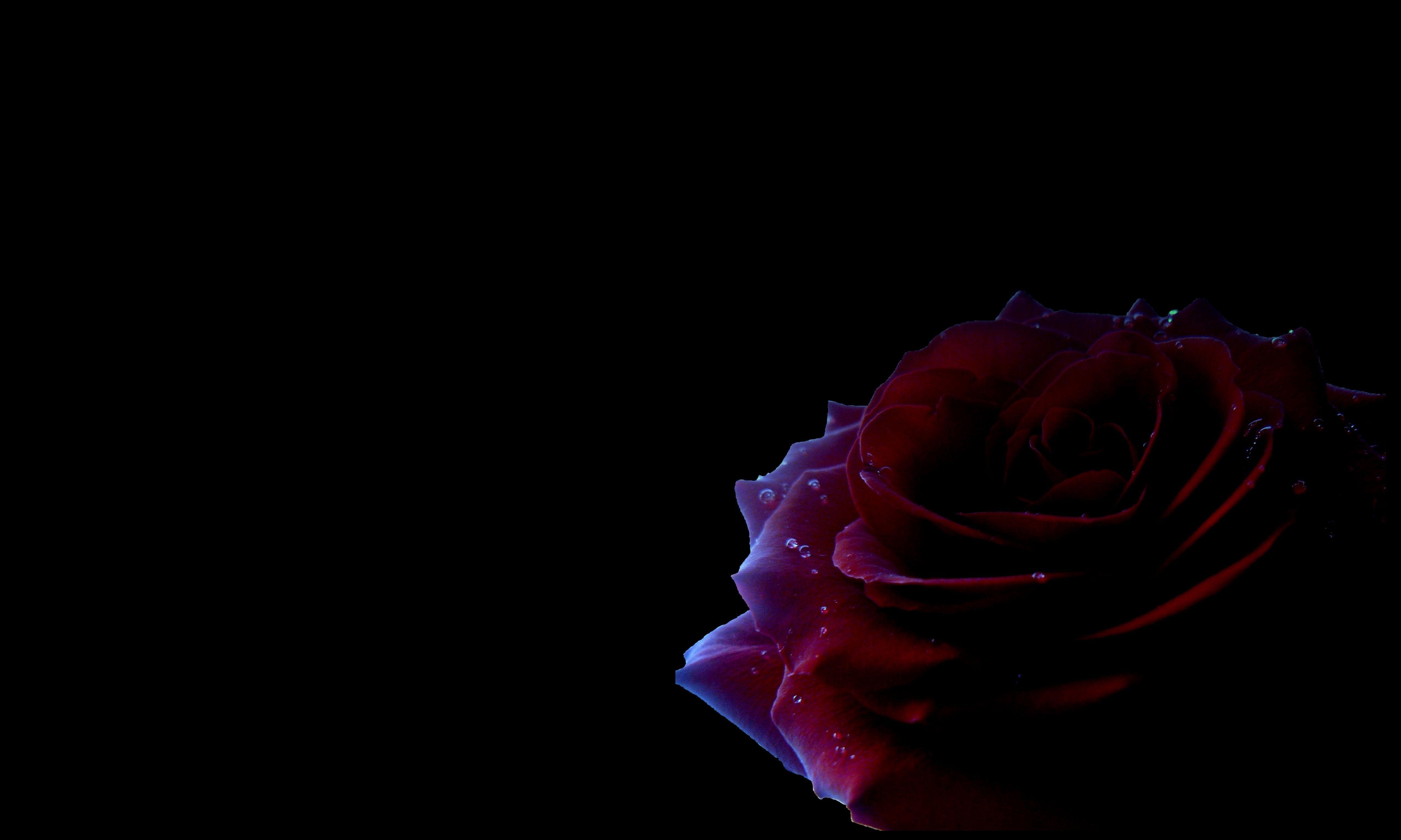 Hình nền hoa hồng đen 5120x3072 (hình ảnh trong Bộ sưu tập)