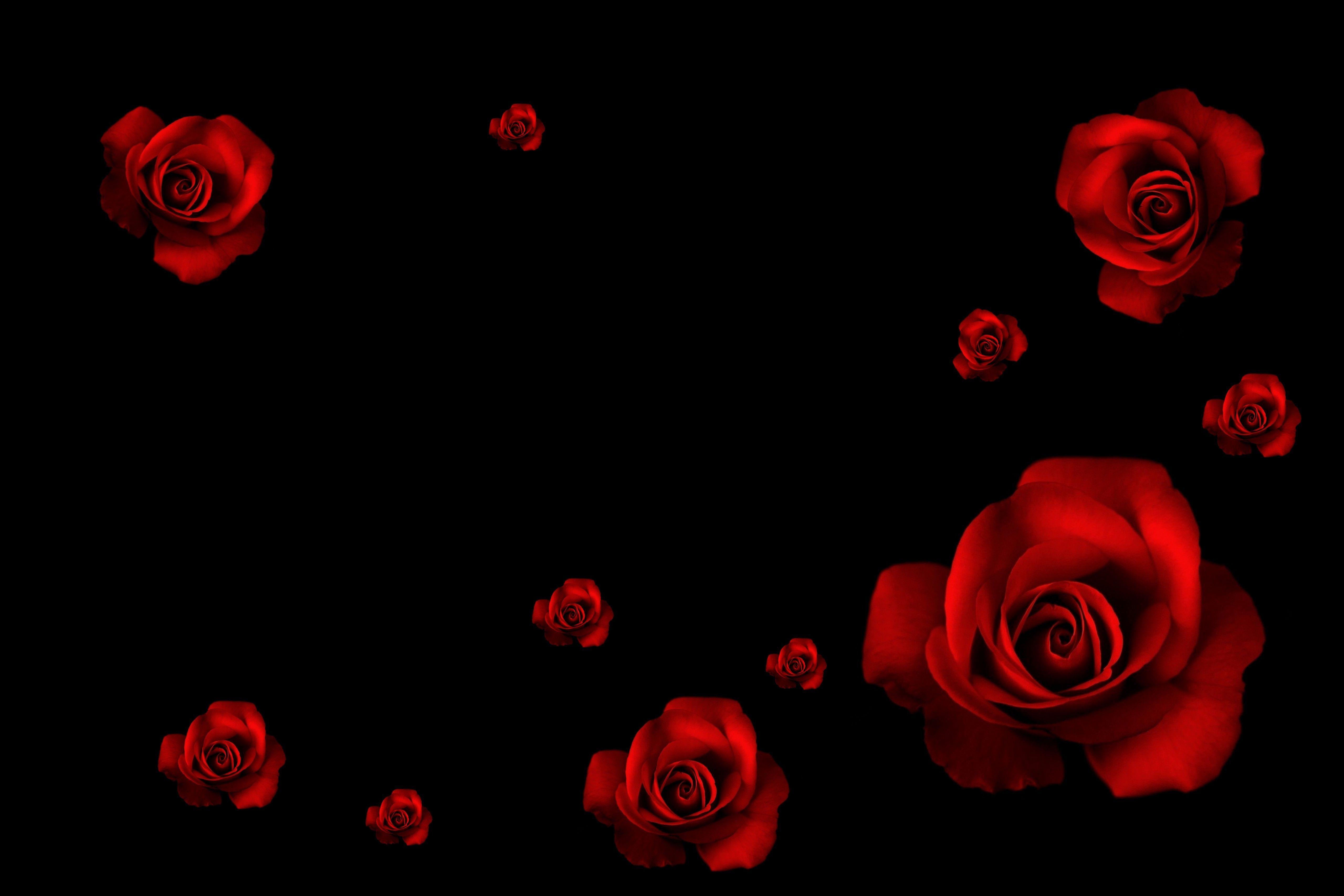 Hình nền hoa hồng đen và đỏ 5120x3413 - Tải xuống hình nền HD