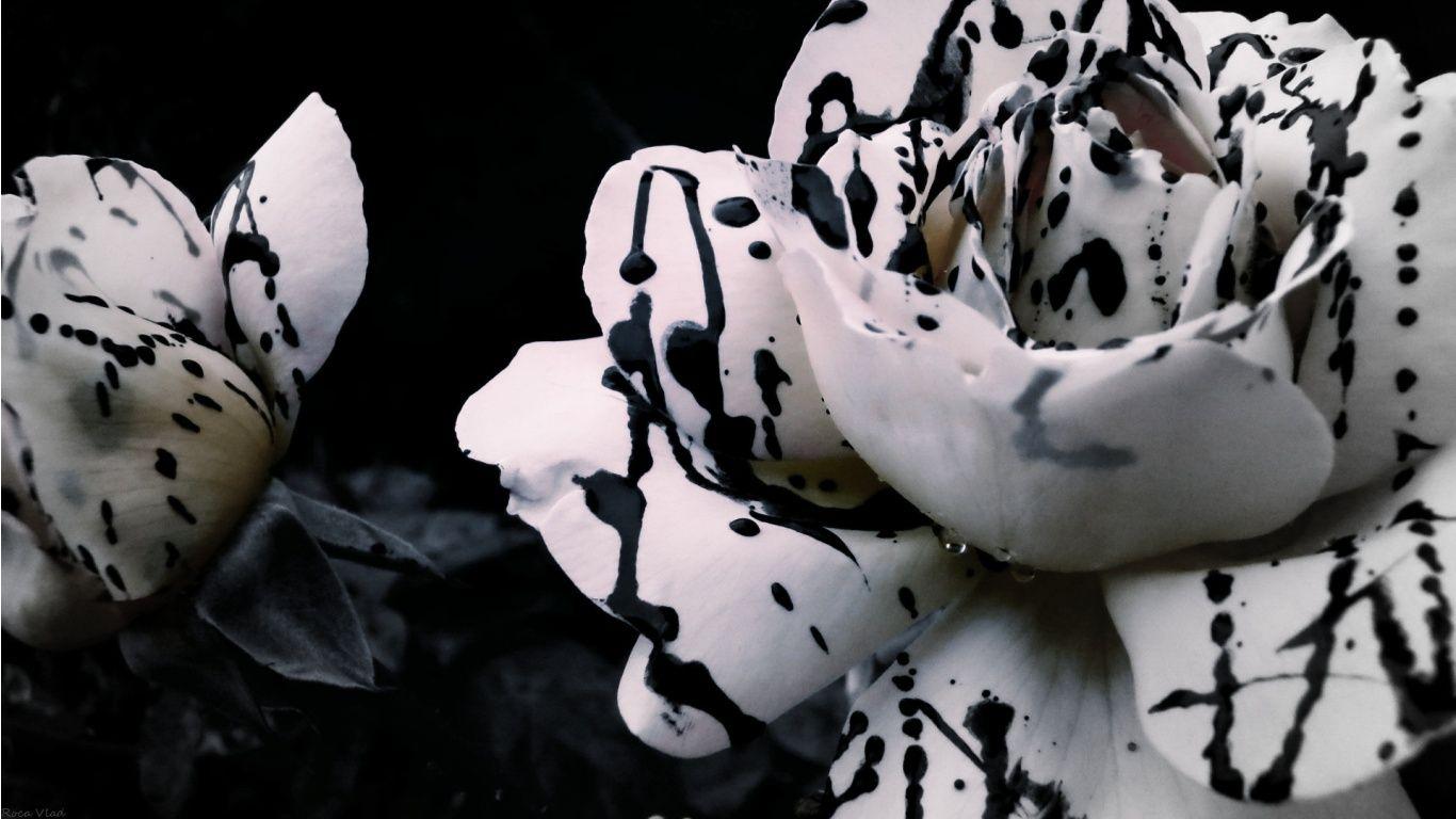 1366x768 Black & White Rose Wallpaper