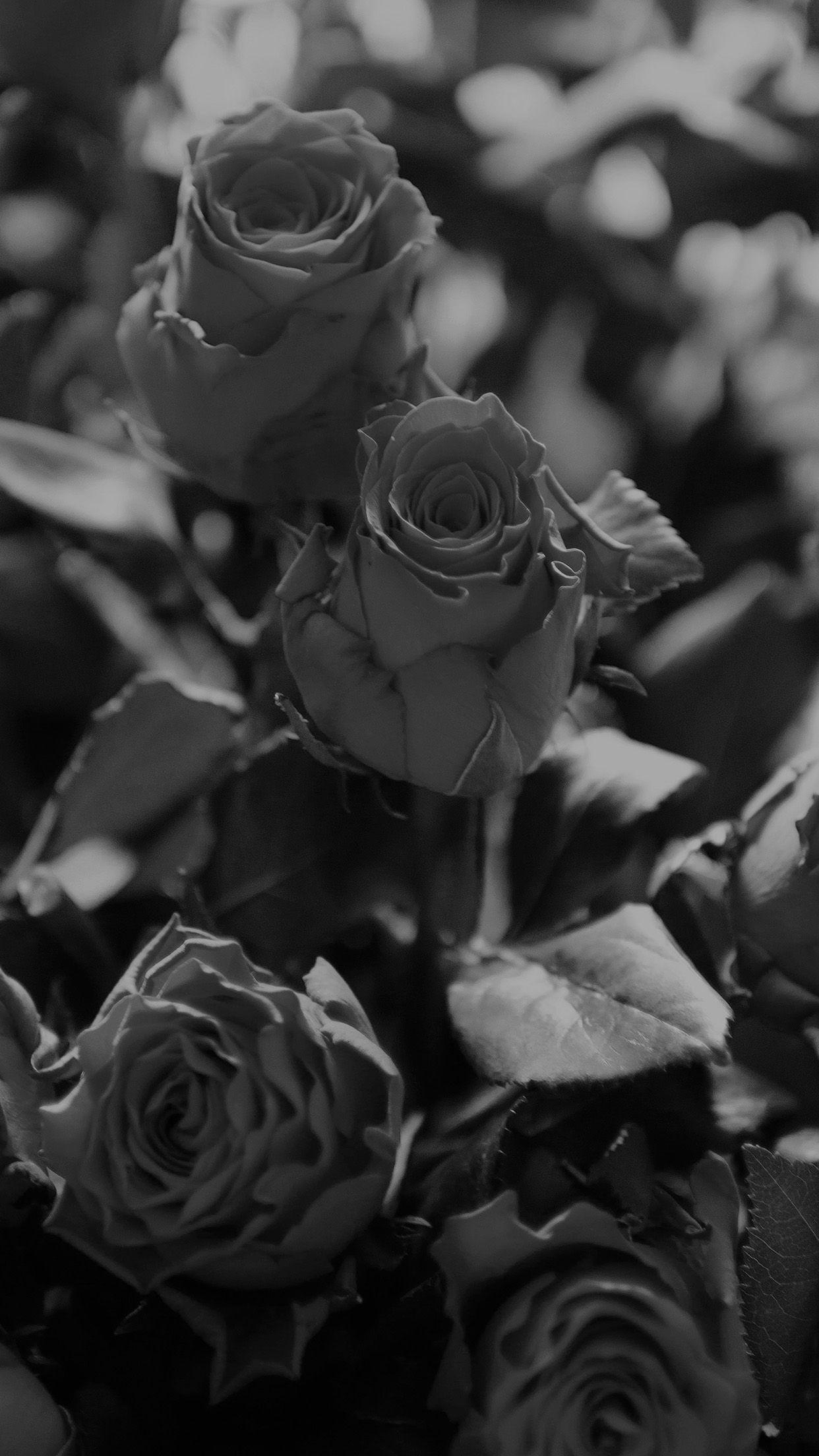 1242x2208 Rose Flower Gift Red Nature Dark Bw Android wallpaper