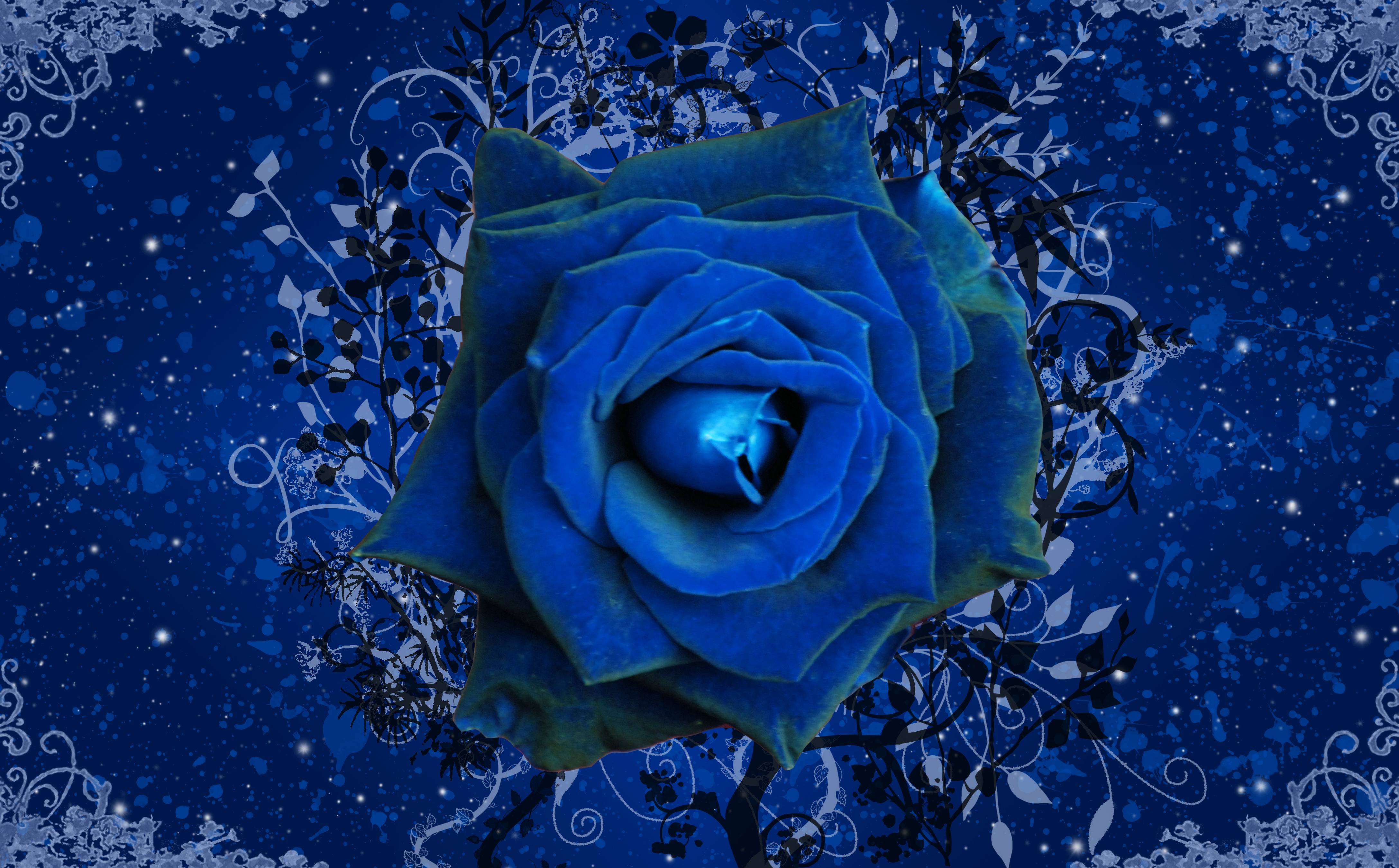 Hình nền hoa hồng xanh 4350x2700