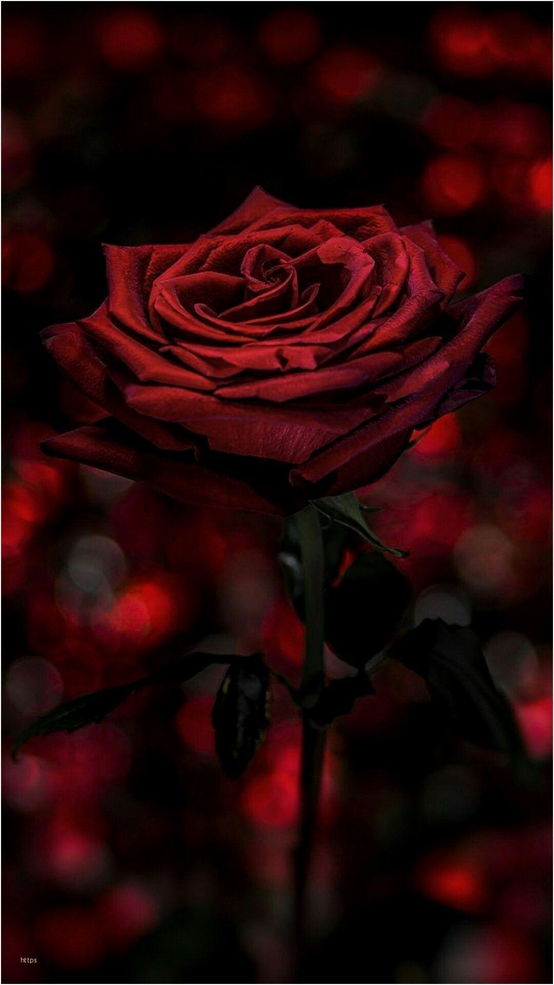 Hình nền hoa hồng đen 1080x1920 Ghim tuyệt vời của Anita Torrez On - Dark