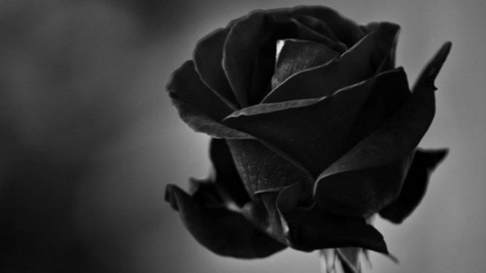 1920x1080 Hình nền hoa hồng đen trắng