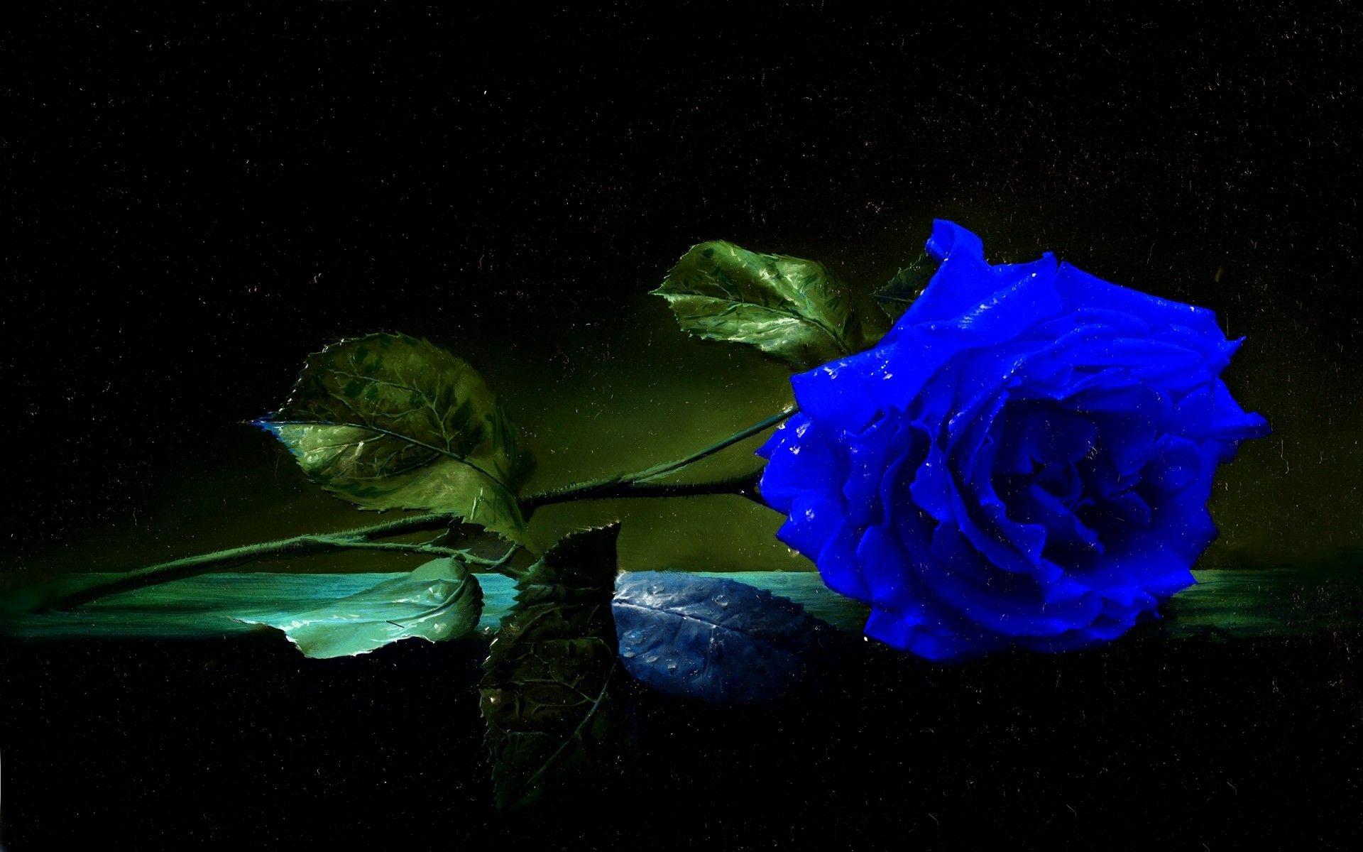 Hình nền hoa hồng xanh 1920x1200
