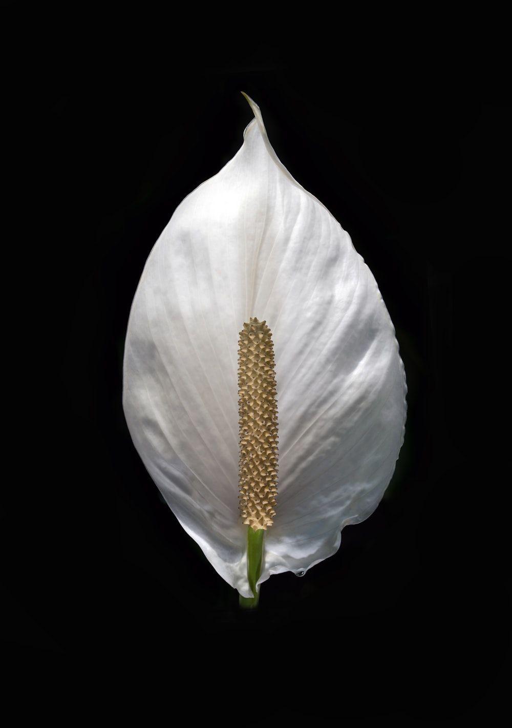 1000x1421 Flowers with Black Background. best free black, flower
