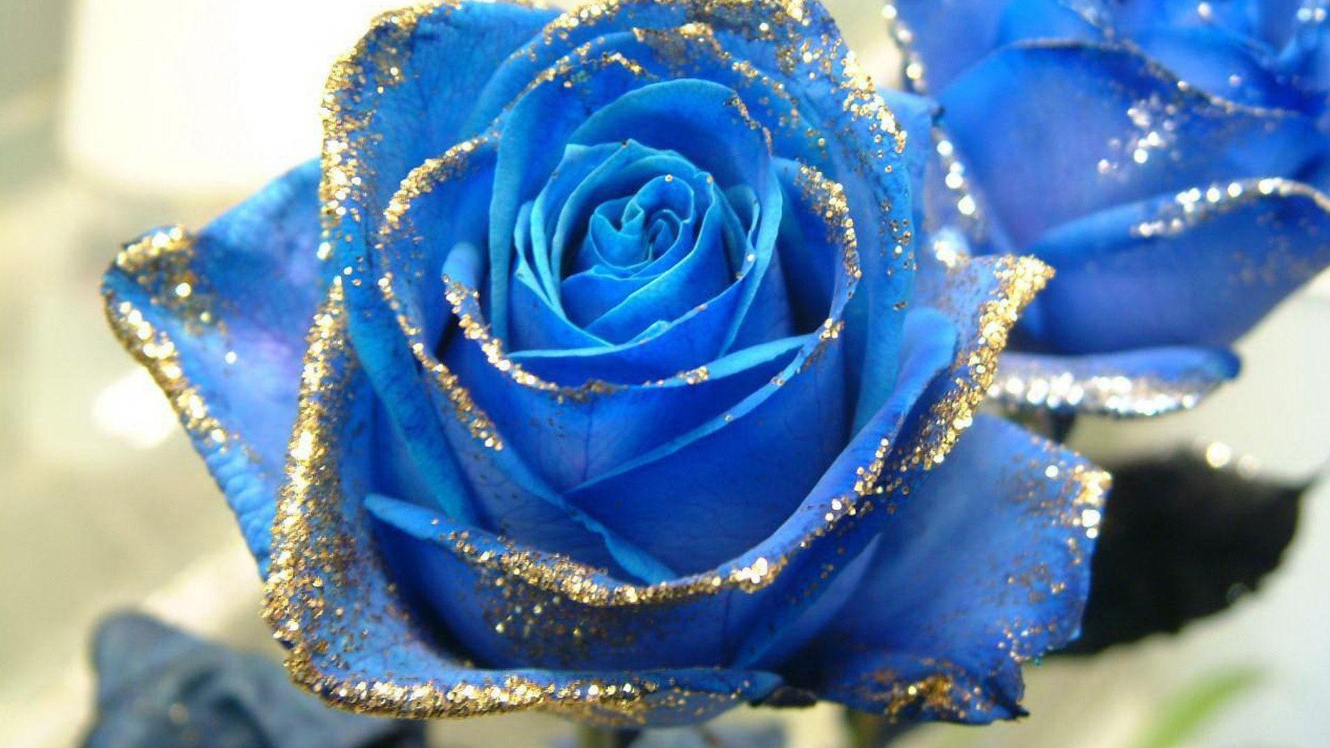 1920x1080 Blue rose hình nền Thư viện