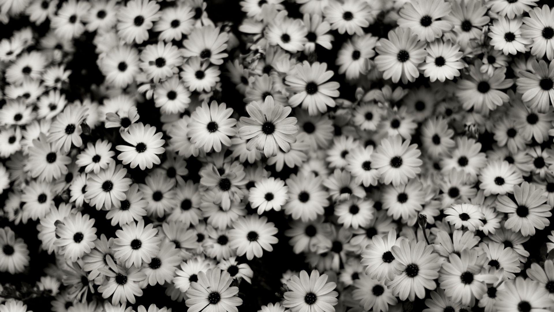 1920x1080 Black and white roses wallpaper