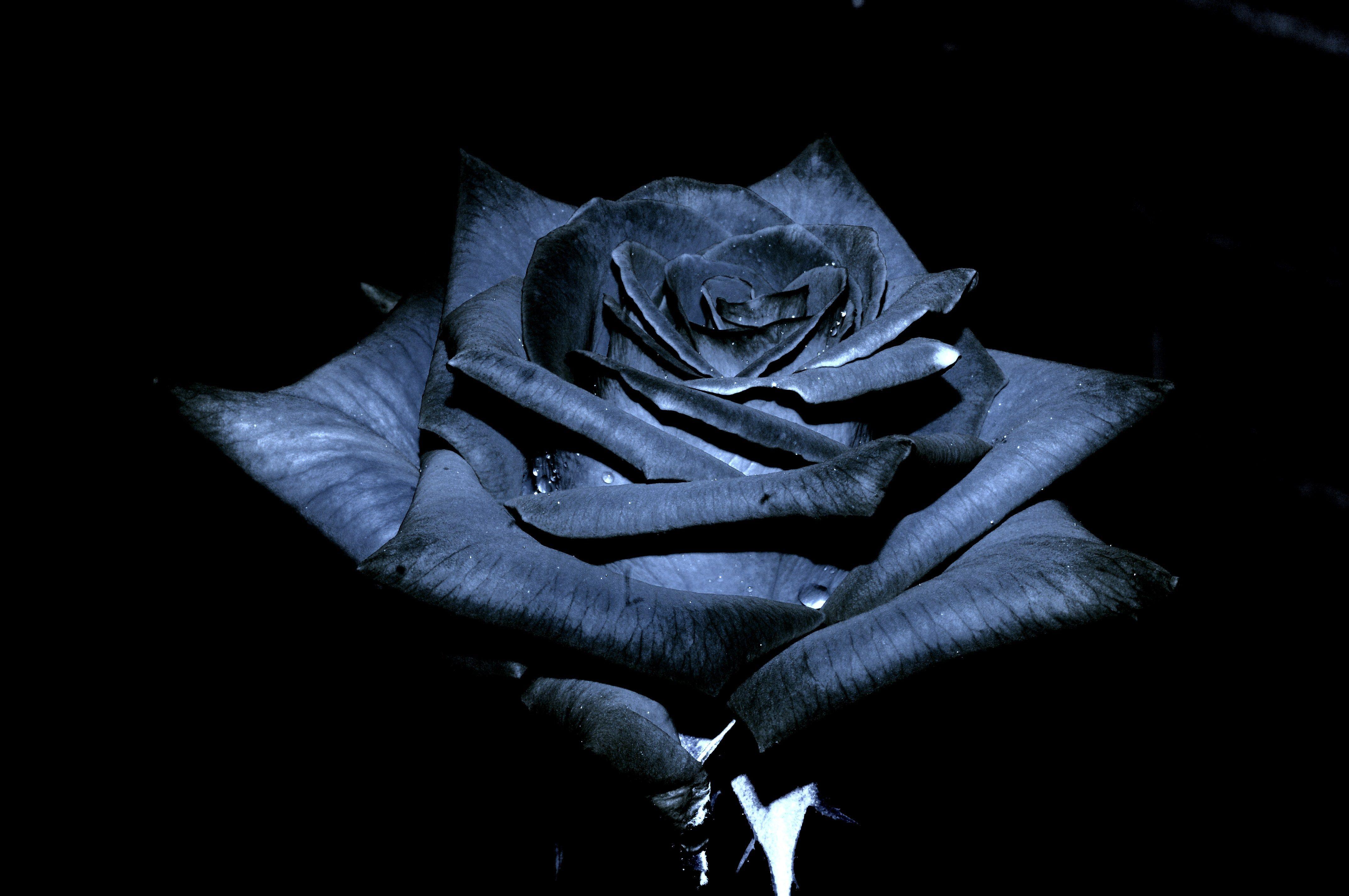 Black Rose 3D Wallpapers - Top Free Black Rose 3D Backgrounds -  WallpaperAccess