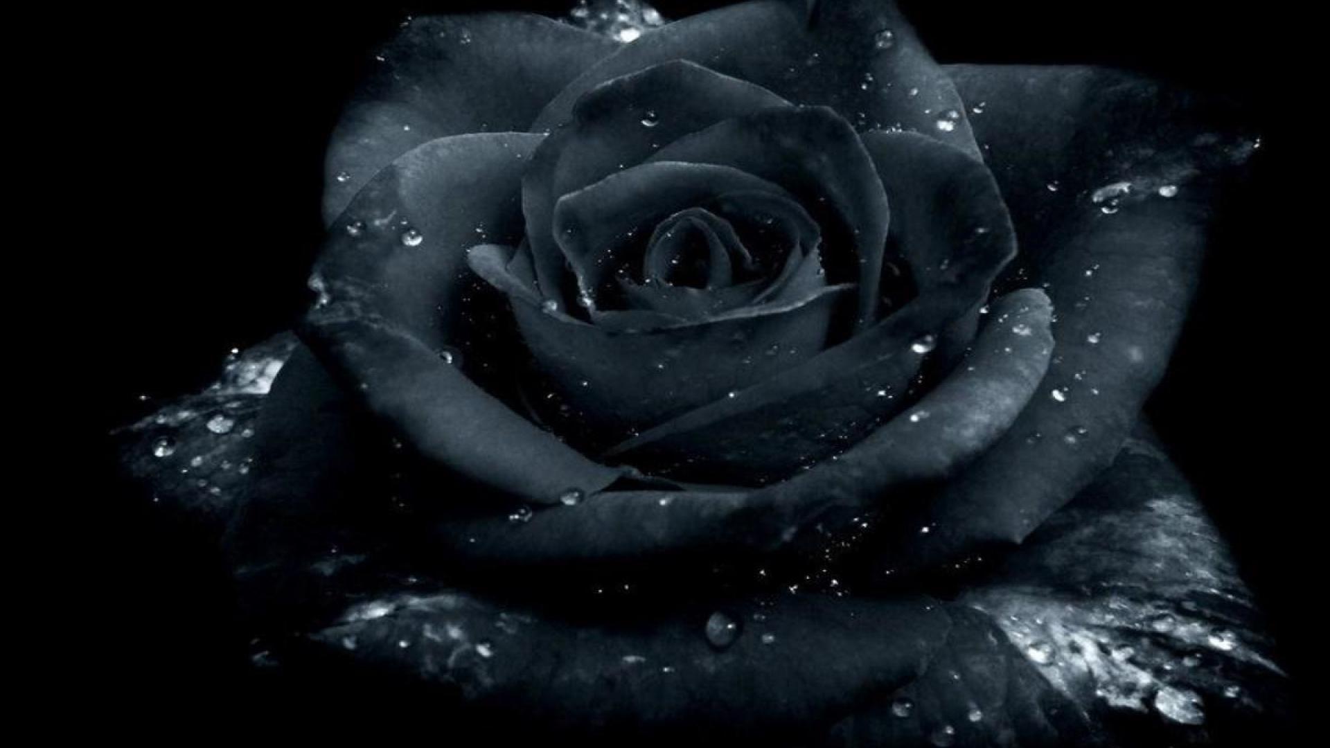 1920x1080 Black Rose Wallpaper